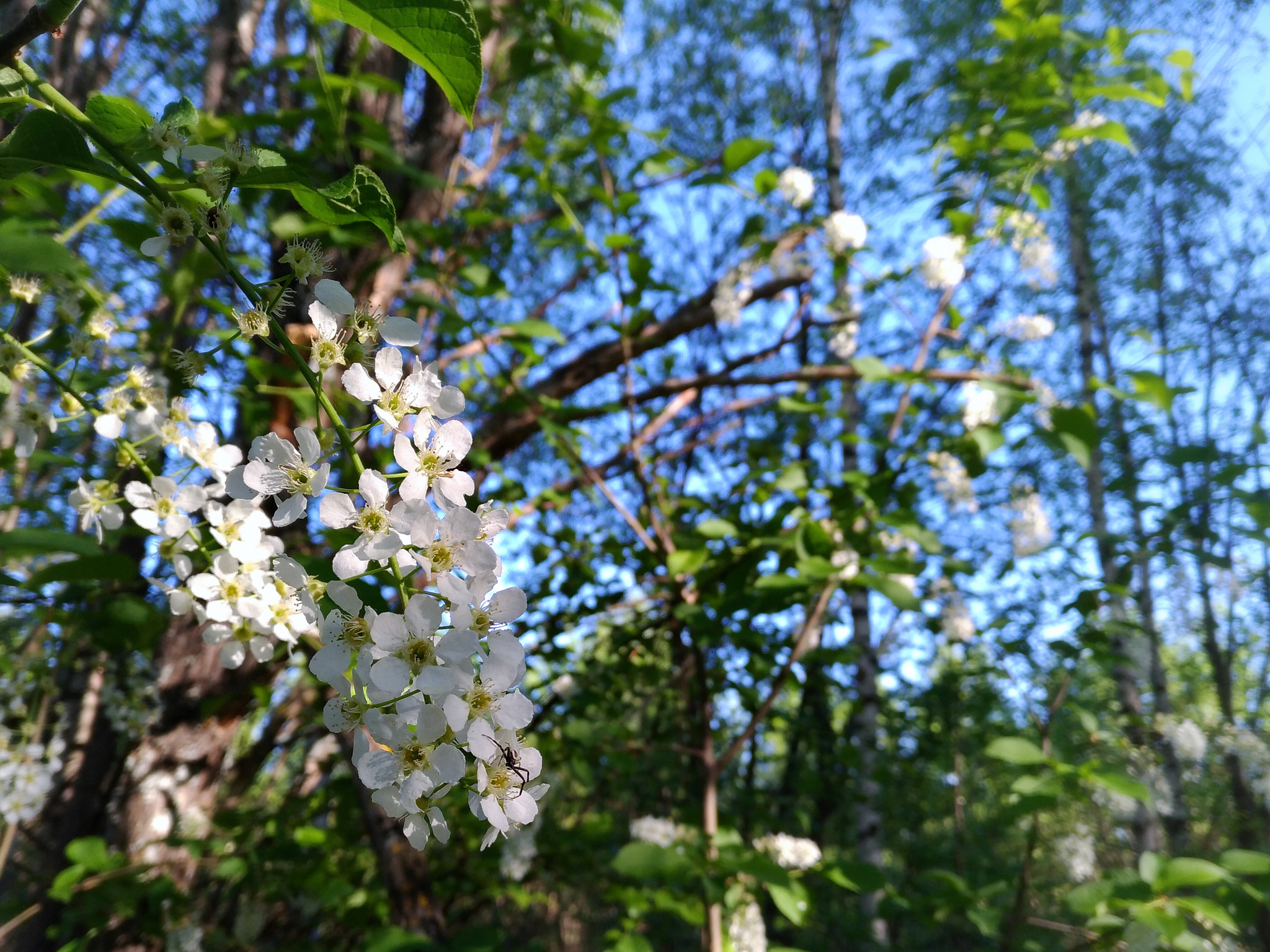 ASUS ZE520KL sample photo