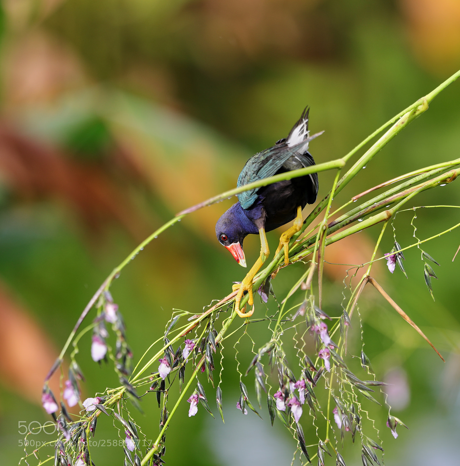 Canon EOS-1D X Mark II sample photo. 05-21-18-0018959.jpg photography