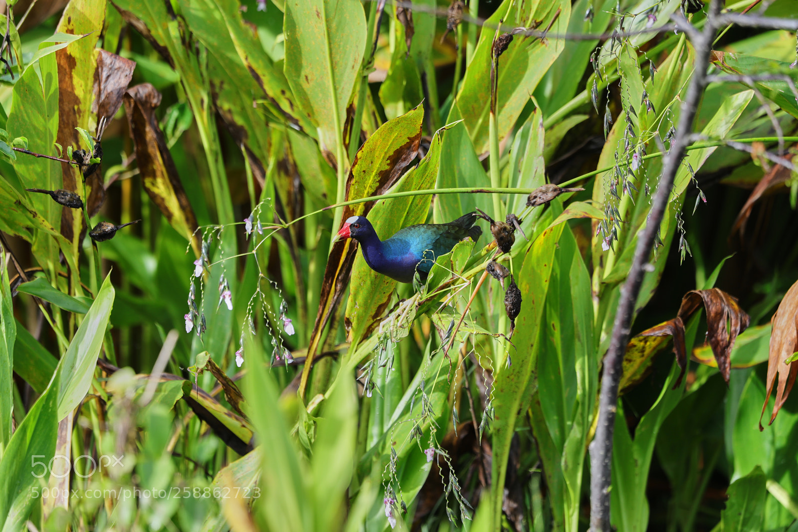 Canon EOS-1D X Mark II sample photo. 05-21-18-0018957.jpg photography
