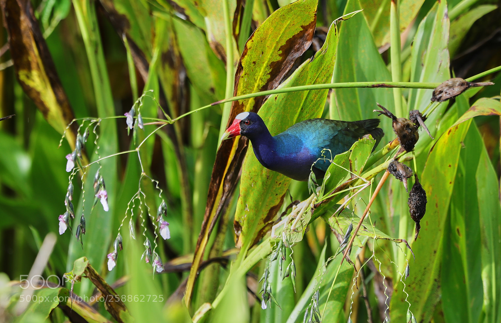 Canon EOS-1D X Mark II sample photo. 05-21-18-0018956.jpg photography