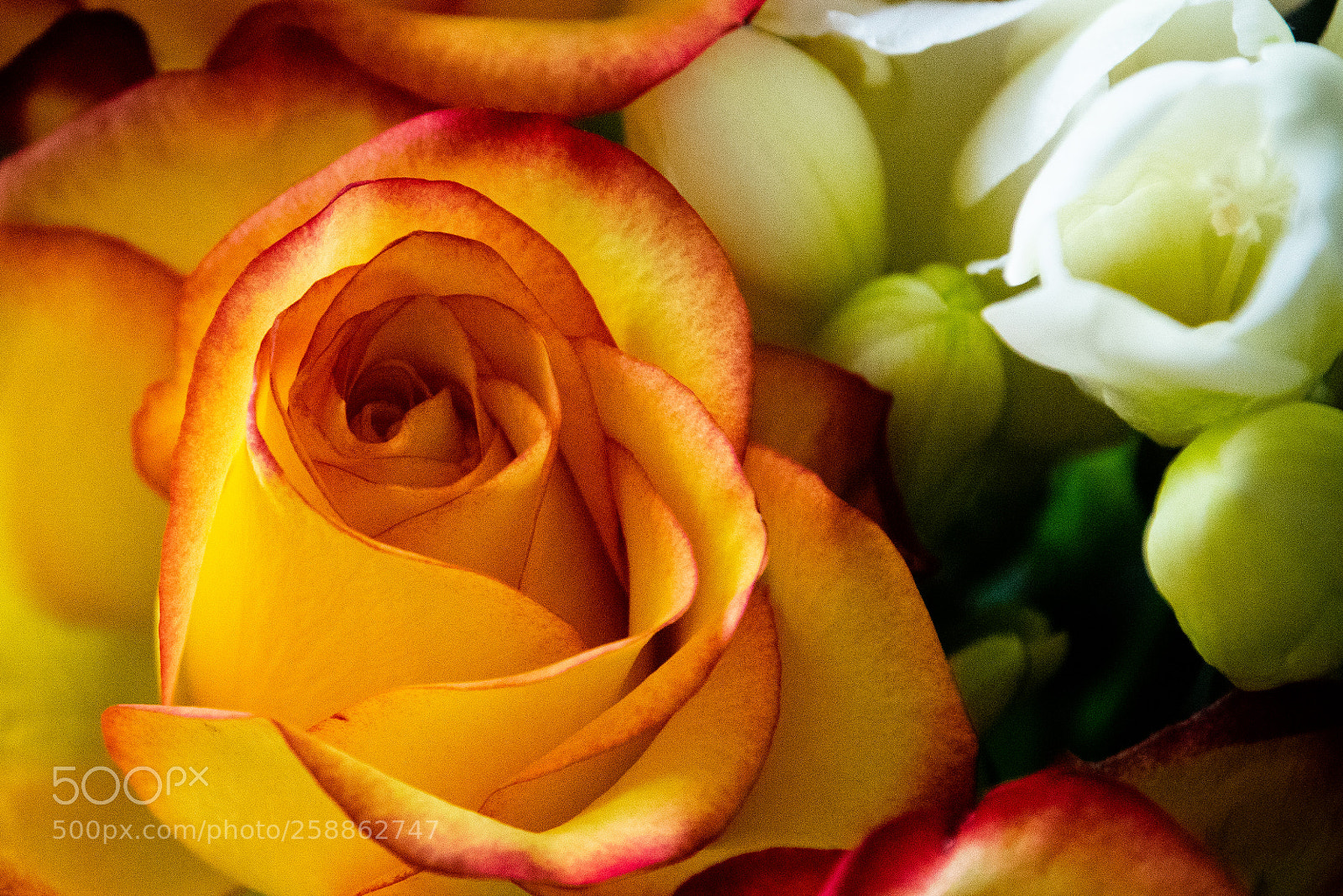 Nikon D5300 sample photo. Sunshine rose photography