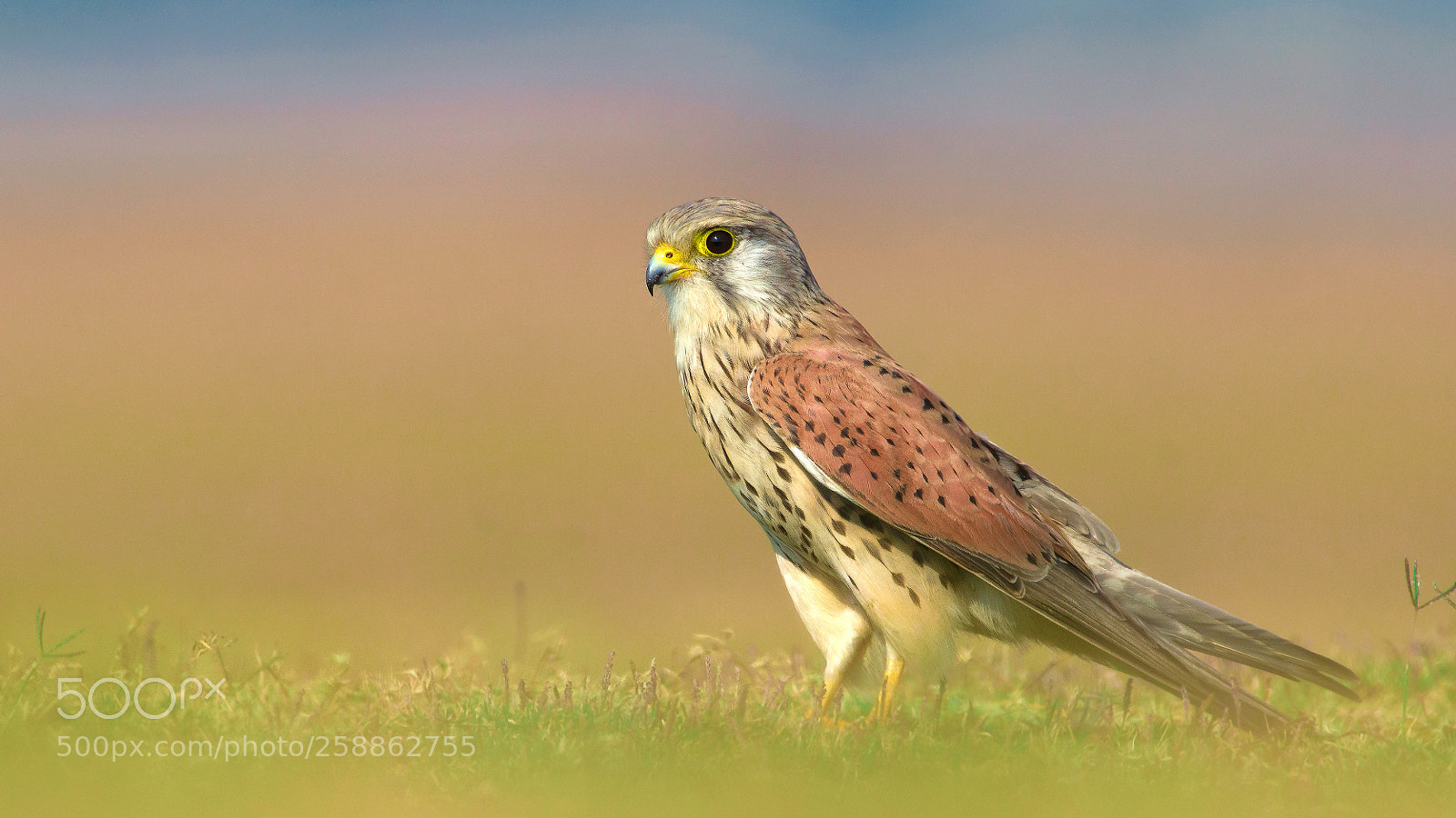 Nikon D7200 sample photo. Common kestrel photography
