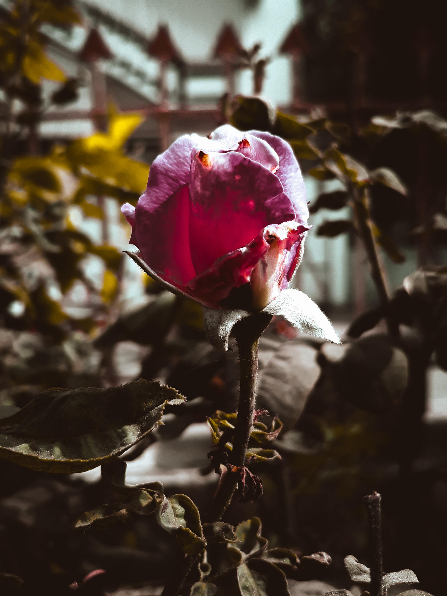 Samsung Galaxy J7 Pro sample photo. Pink rose photography