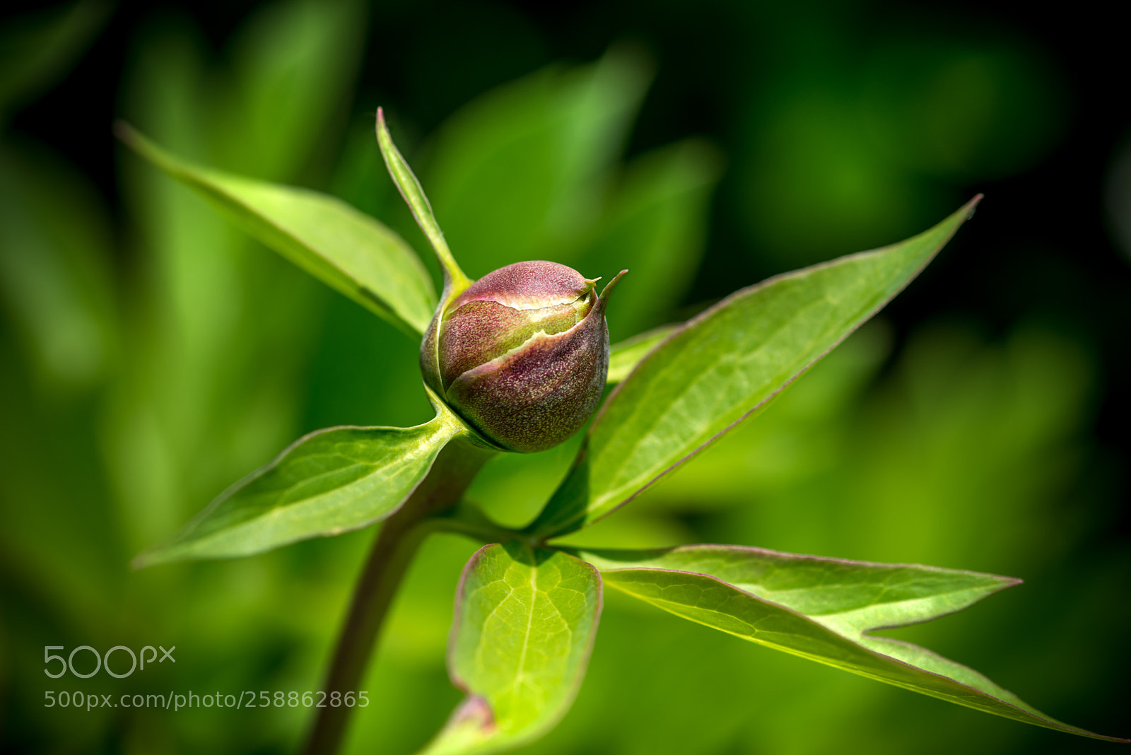 Nikon D800 sample photo. Peony bud photography
