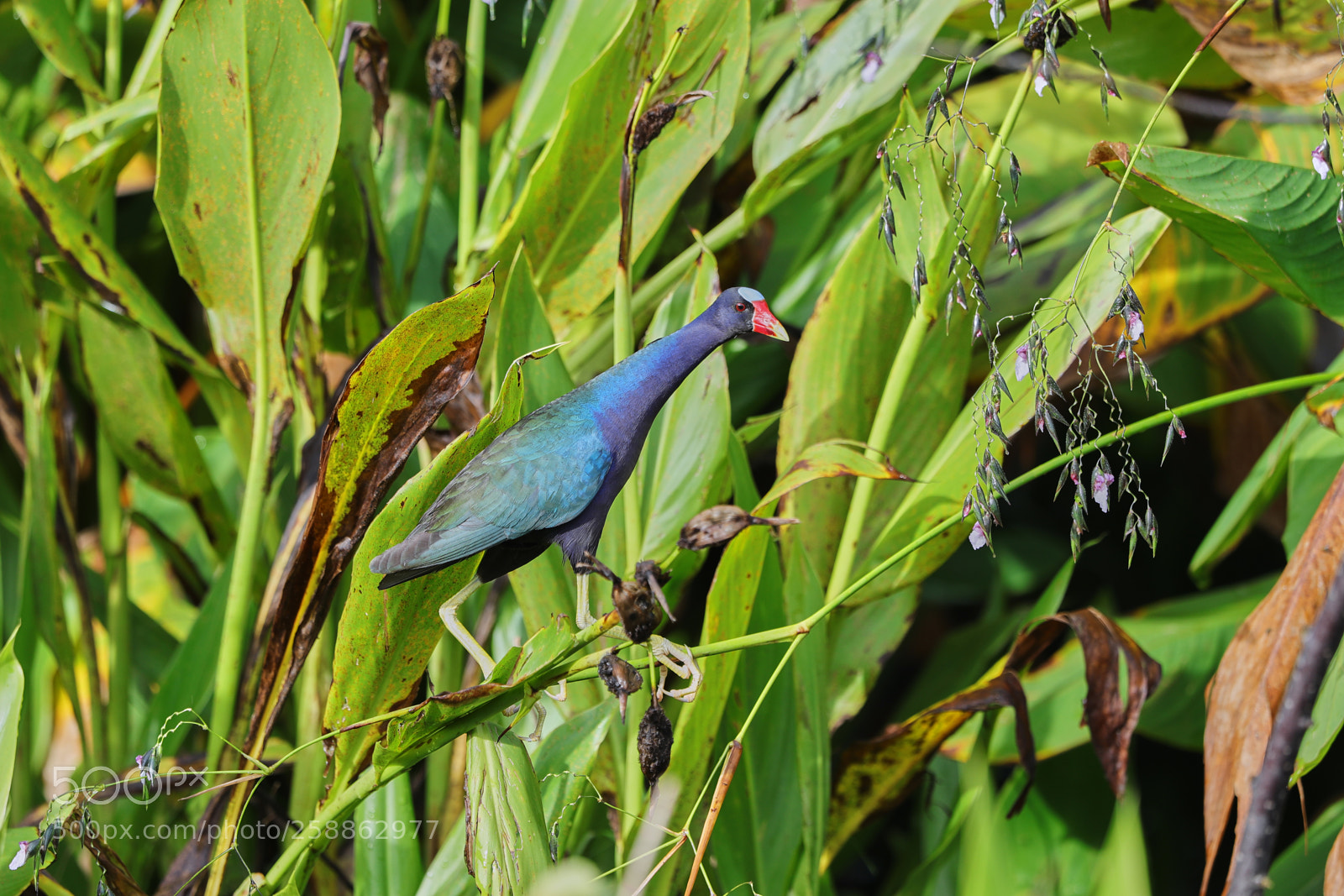 Canon EOS-1D X Mark II sample photo. 05-21-18-0018942.jpg photography