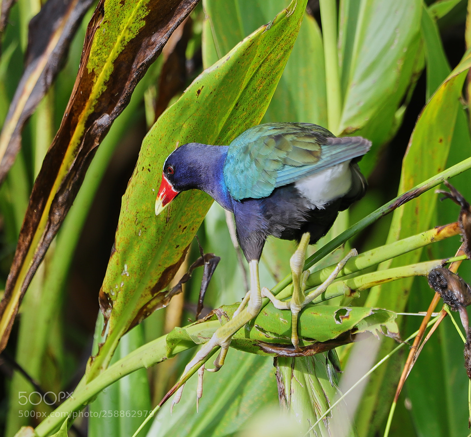Canon EOS-1D X Mark II sample photo. 05-21-18-0018941.jpg photography