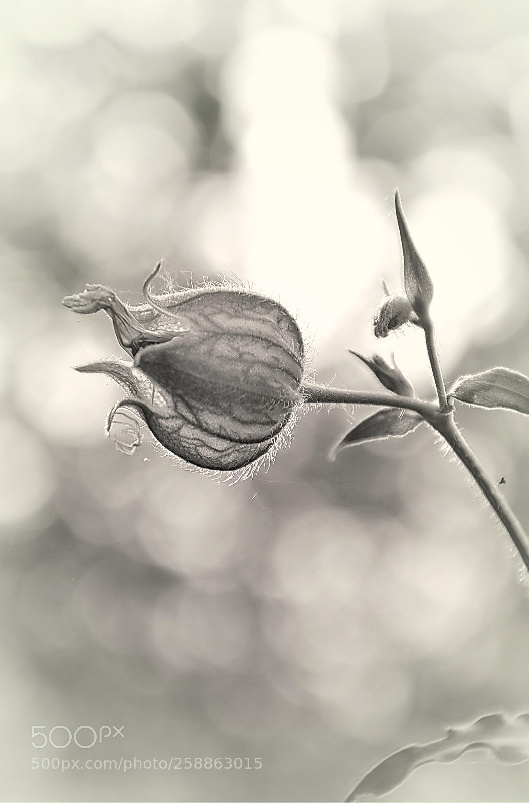 Nikon D90 sample photo. Nature photography