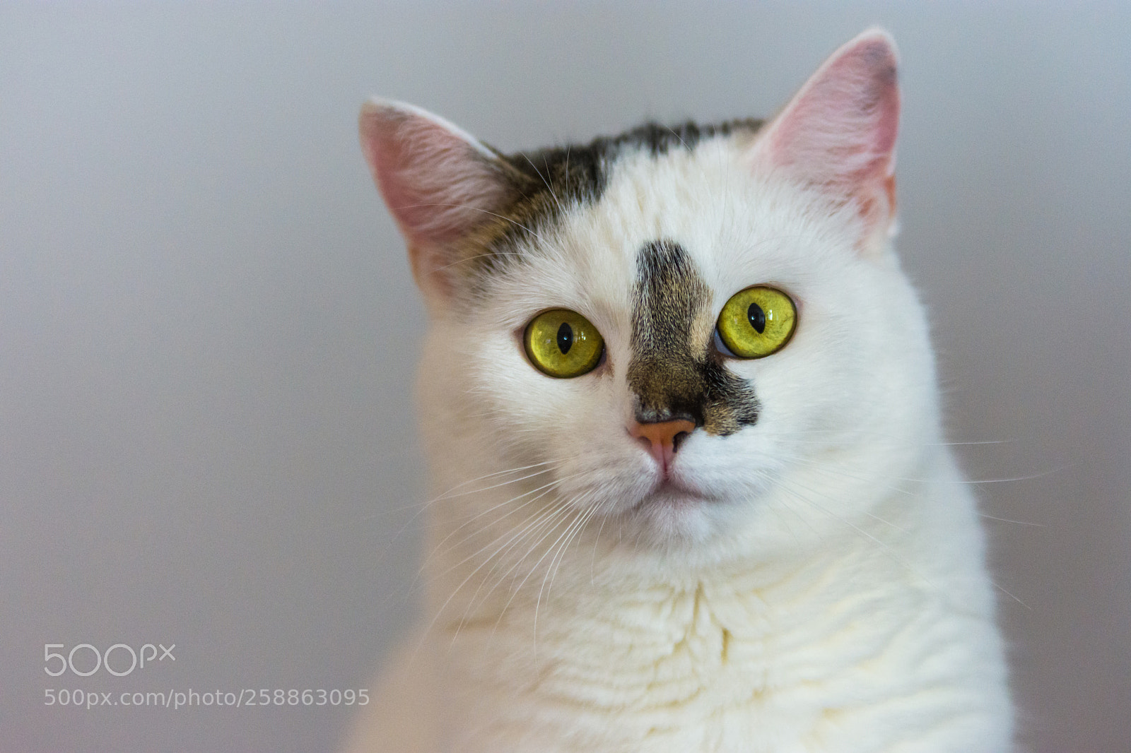 Nikon D7200 sample photo. Sassa photography