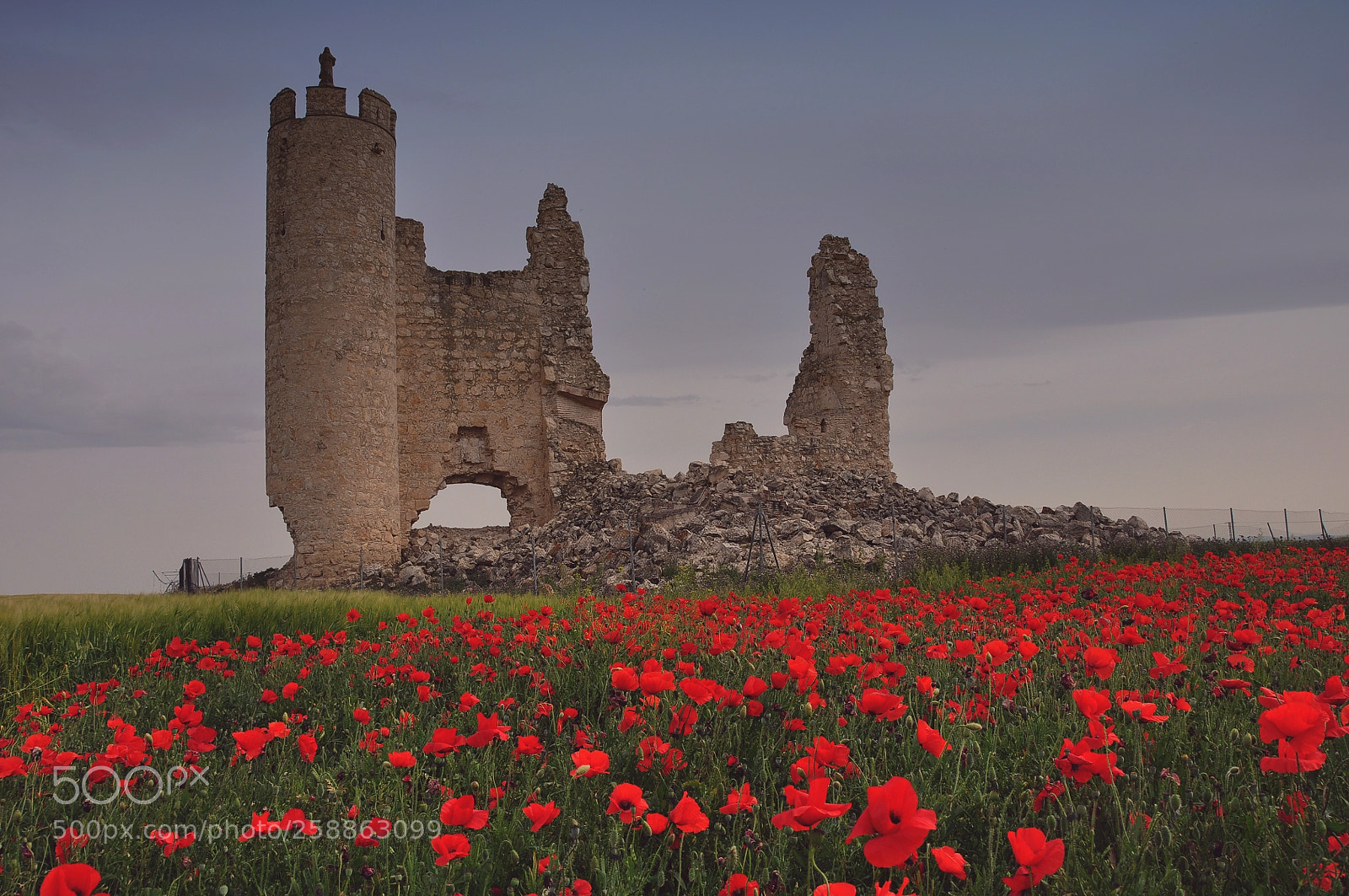 Nikon D90 sample photo. Amapolas en caudilla.... photography
