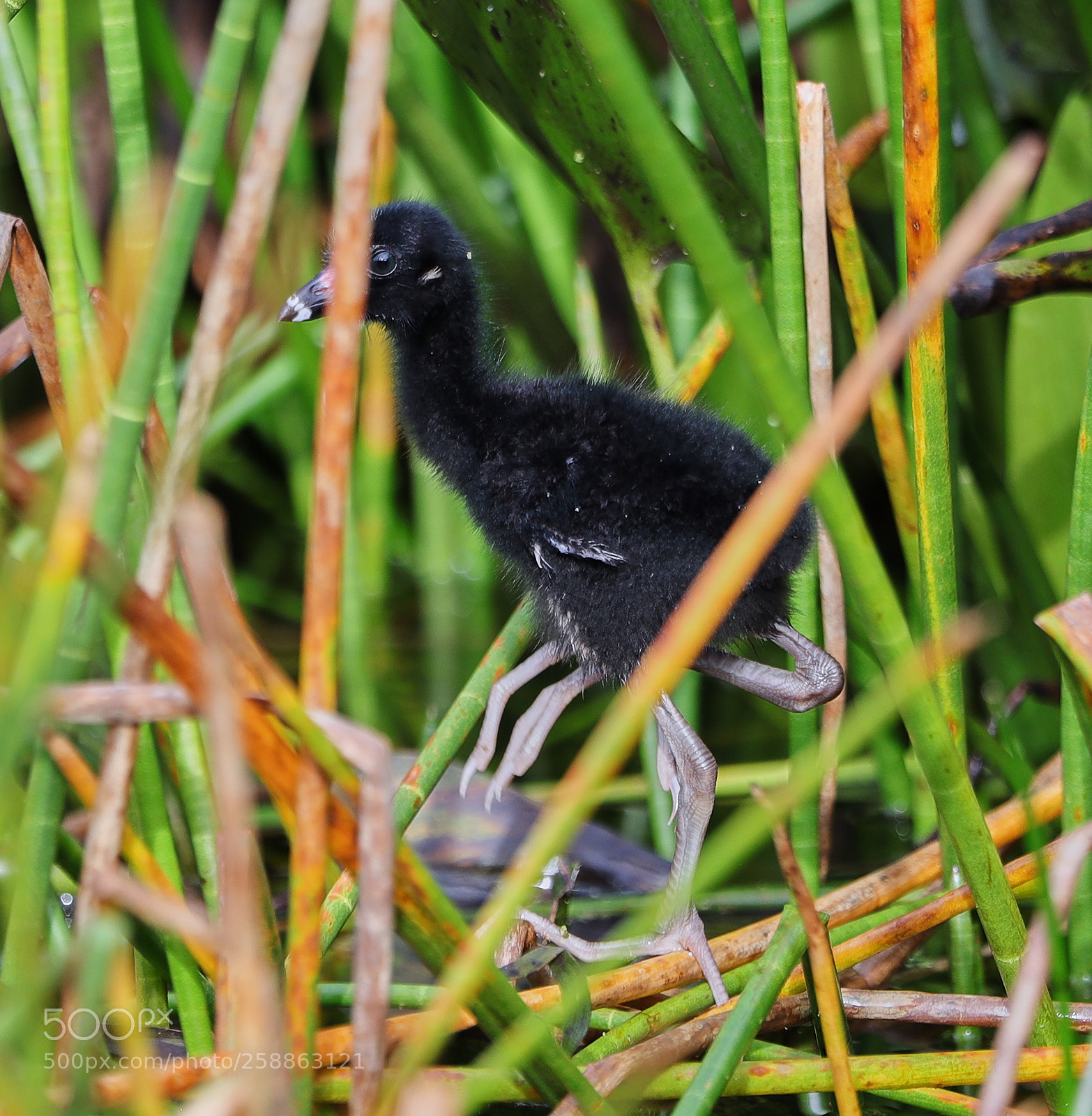 Canon EOS-1D X Mark II sample photo. 05-21-18-0018934.jpg photography