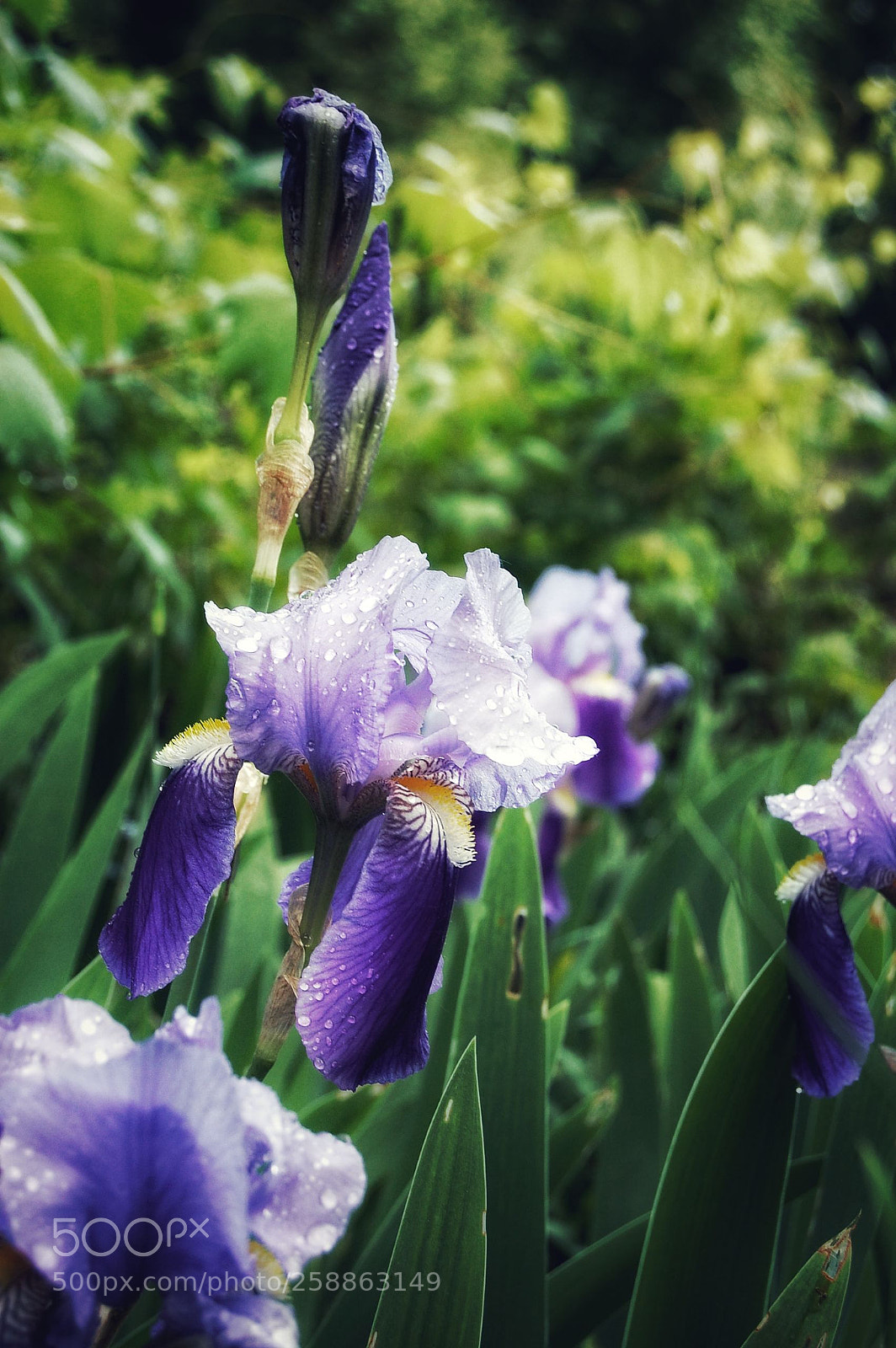Nikon D40 sample photo. Untitled photography