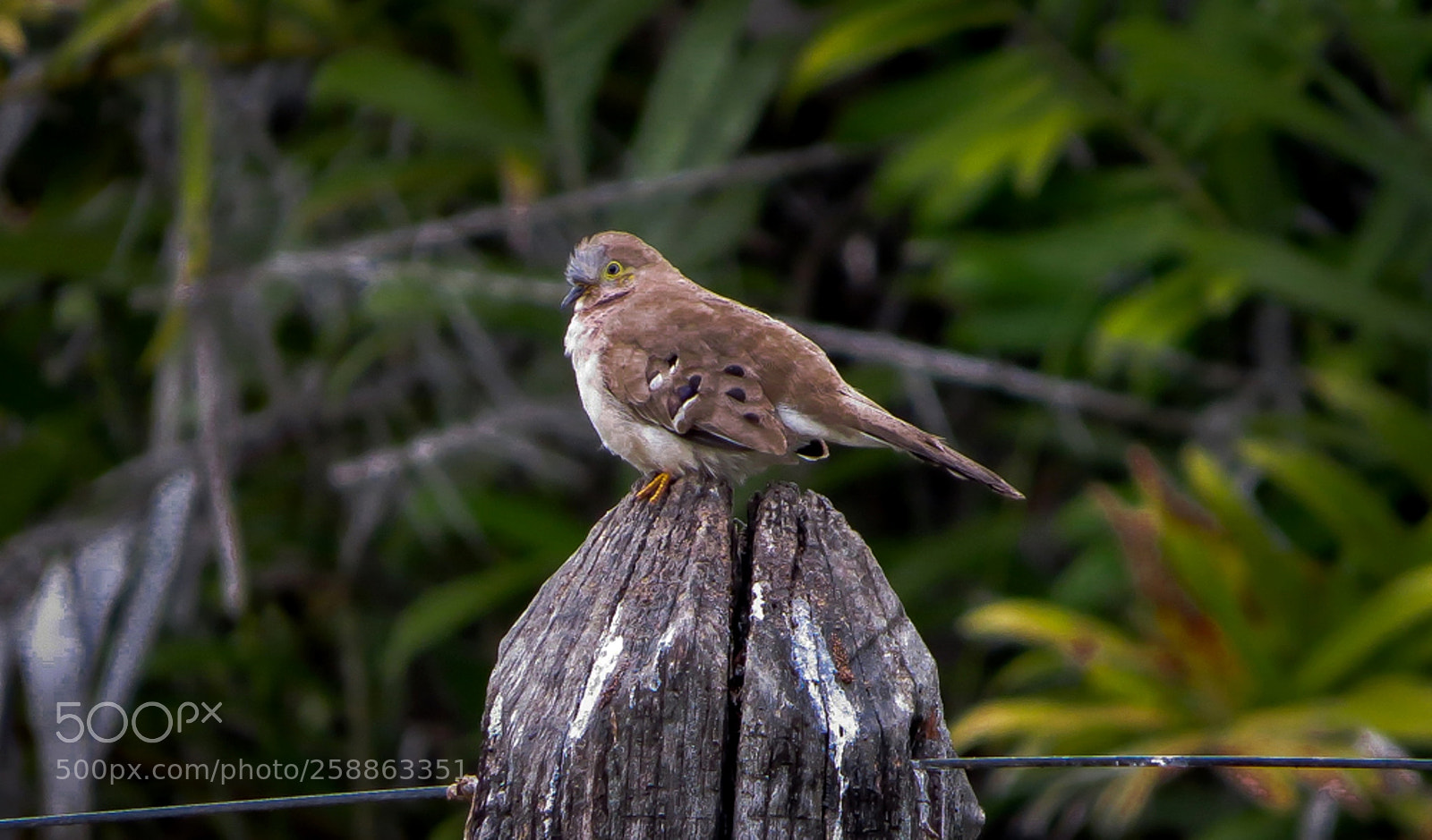 Canon PowerShot SX50 HS sample photo. Long-tailed ground-dove uropelia campestris photography