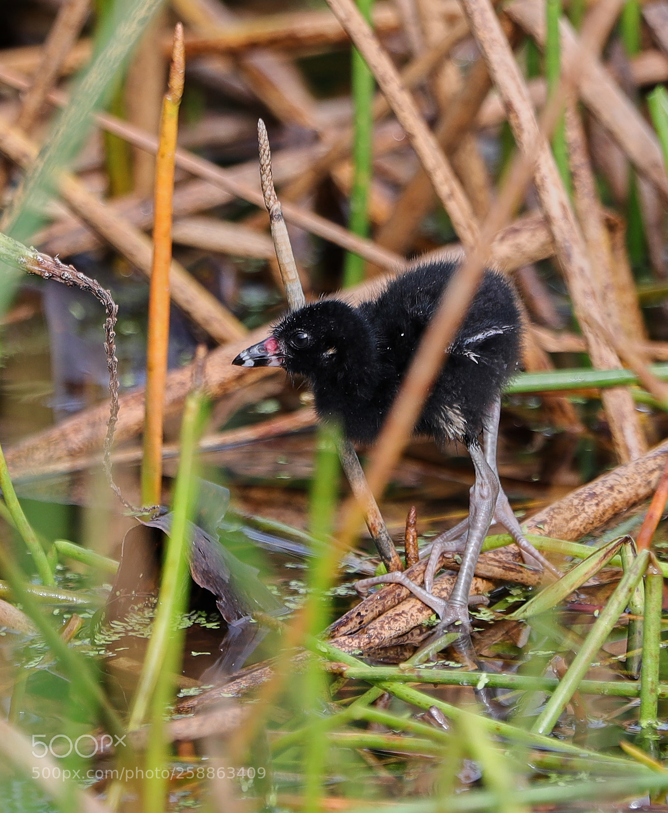 Canon EOS-1D X Mark II sample photo. 05-21-18-0018896.jpg photography