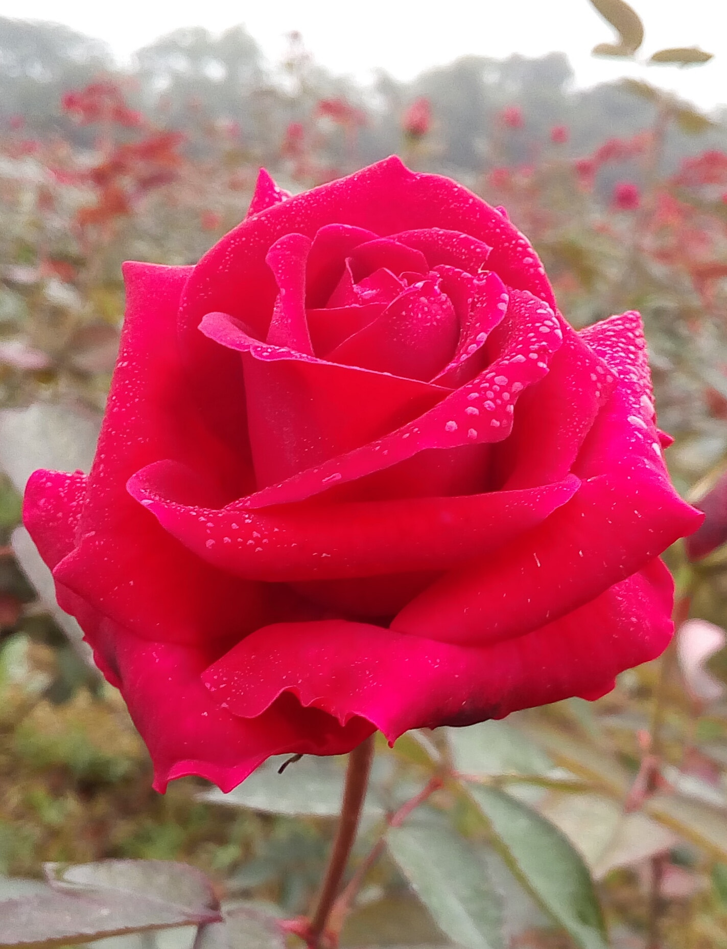 Symphony i10 sample photo. Rose photography
