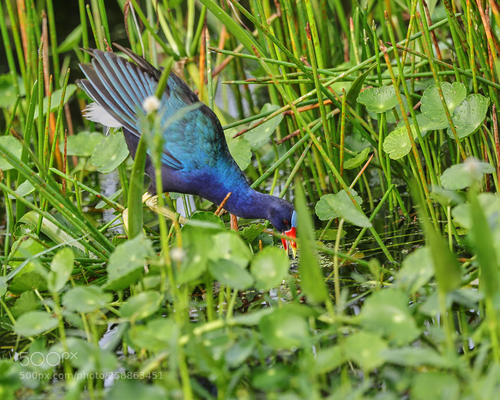 Canon EOS-1D X Mark II sample photo. 05-21-18-0018895.jpg photography