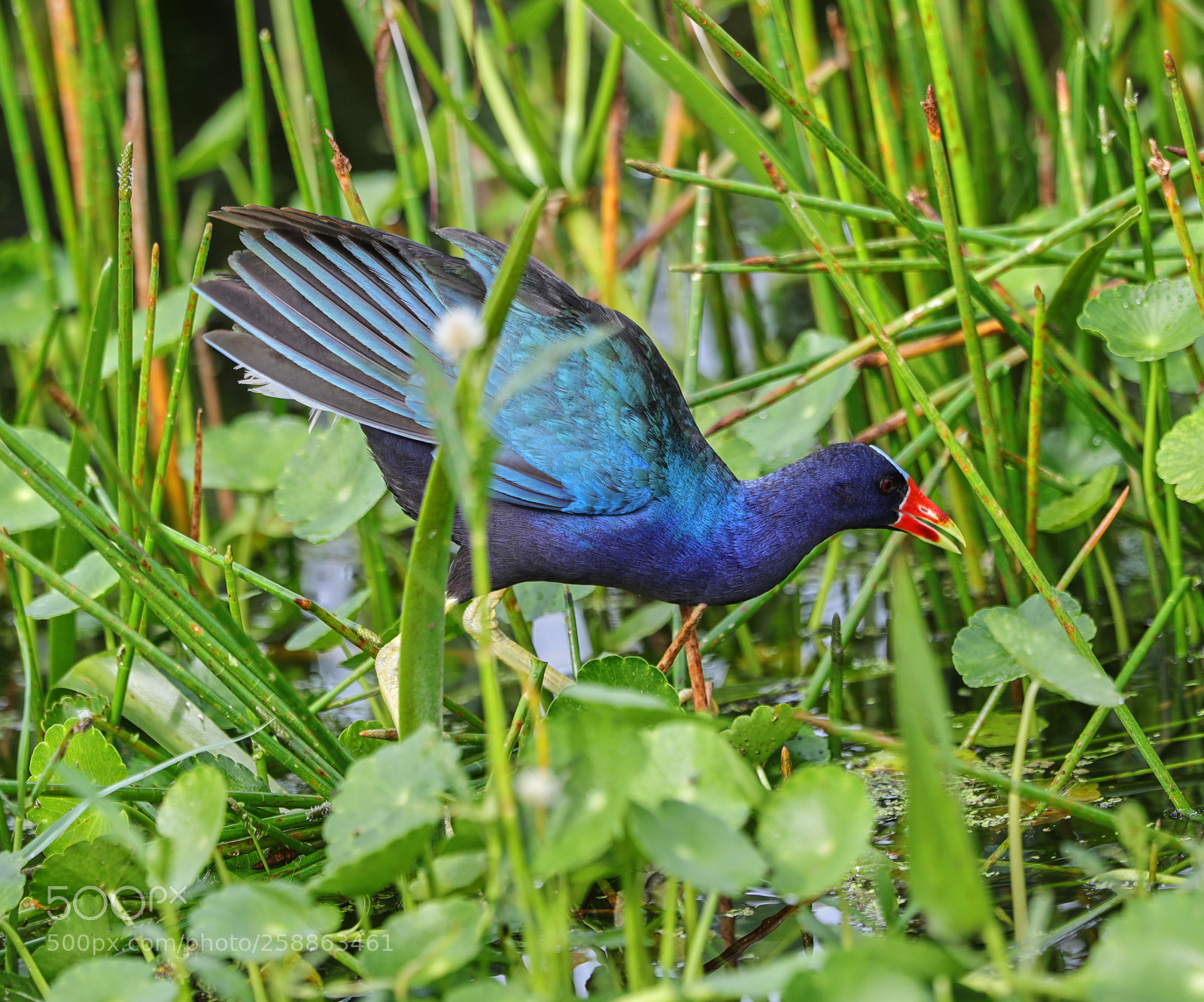 Canon EOS-1D X Mark II sample photo. 05-21-18-0018894.jpg photography