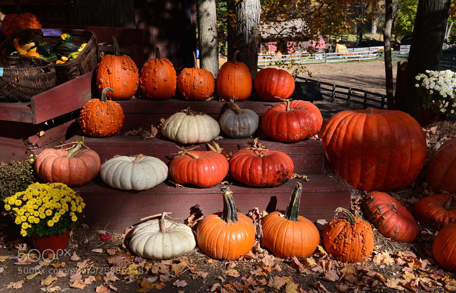 Nikon D600 sample photo. Pumpkin farm photography