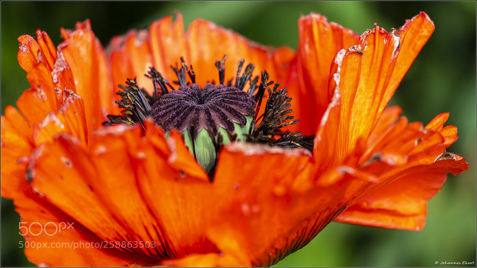 Sony a9 sample photo. Mohn photography