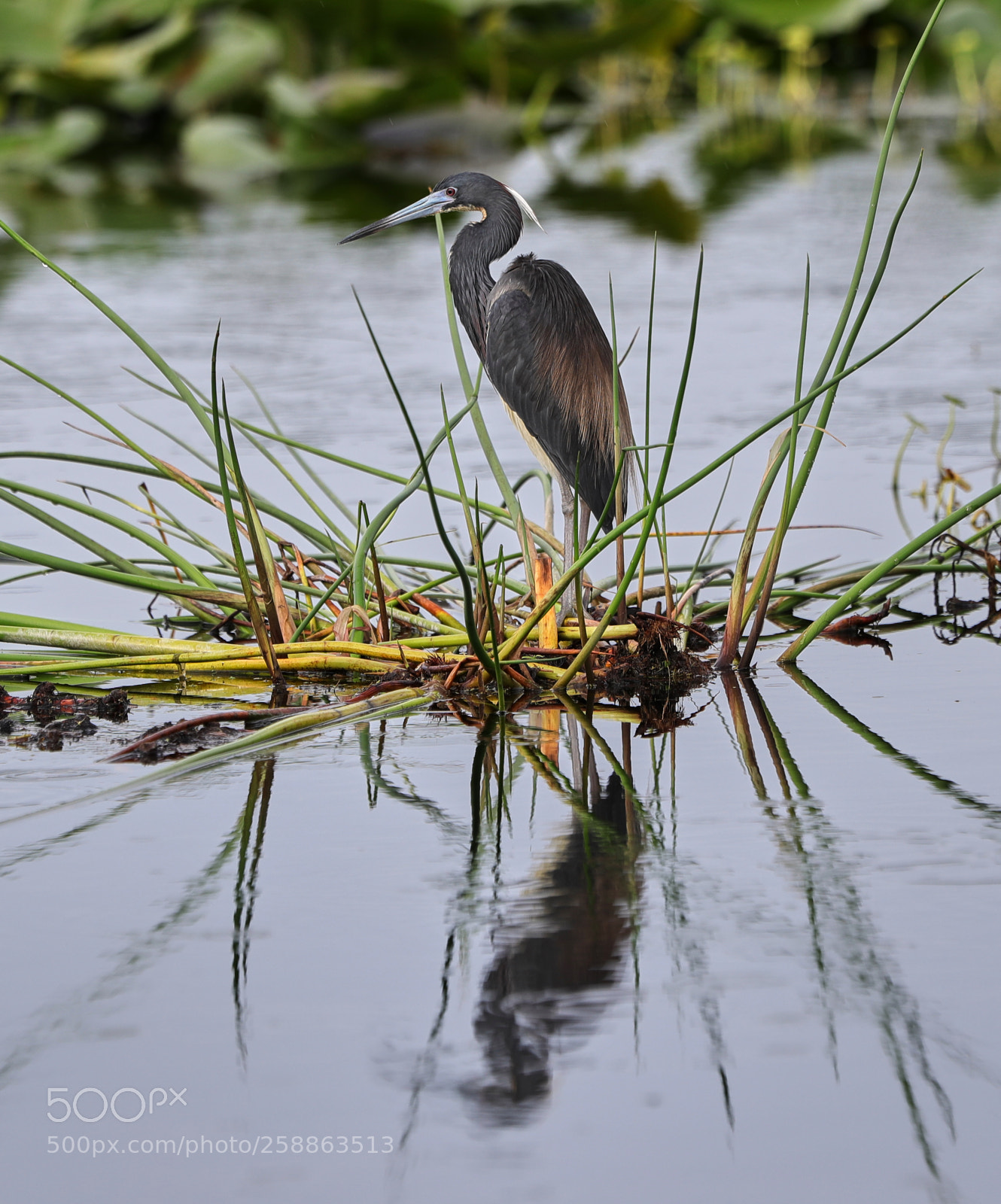 Canon EOS-1D X Mark II sample photo. 05-21-18-0018888.jpg photography