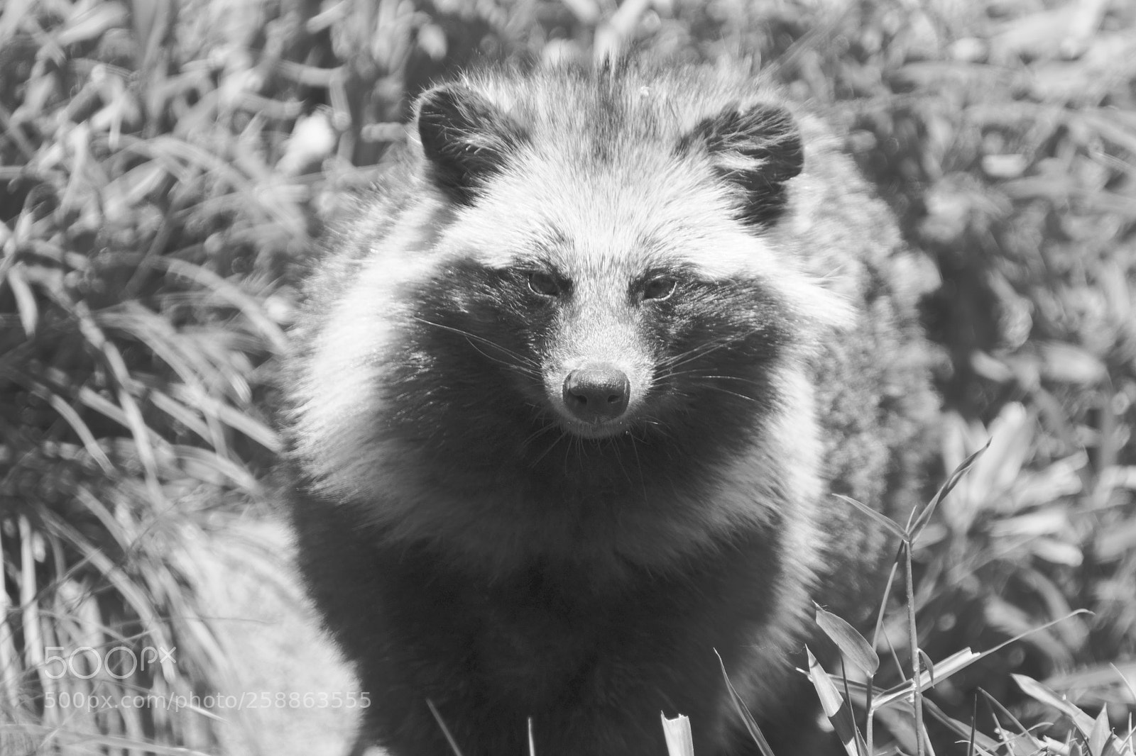 Fujifilm X-T2 sample photo. Raccoon dog photography