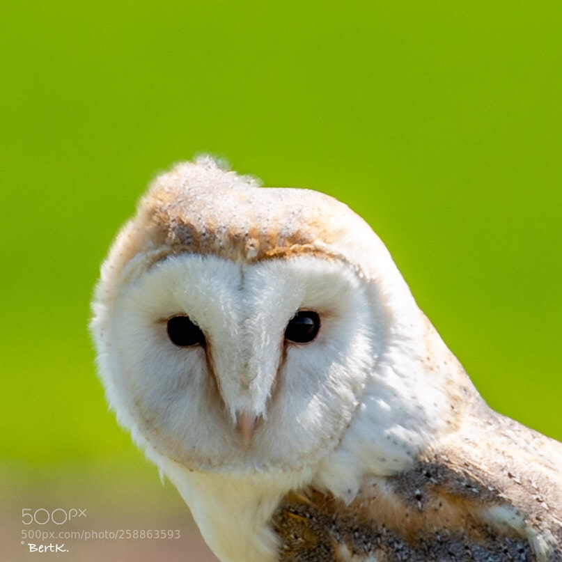 Nikon D500 sample photo. Snow owl.  photography