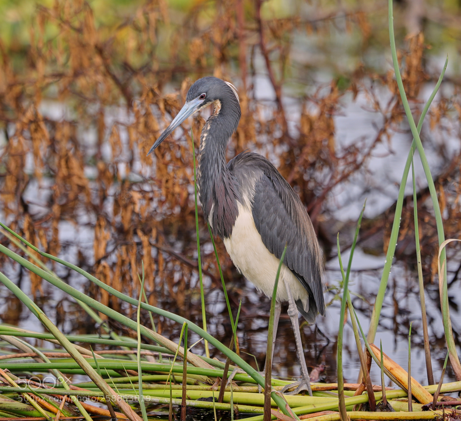 Canon EOS-1D X Mark II sample photo. 05-21-18-0018885.jpg photography