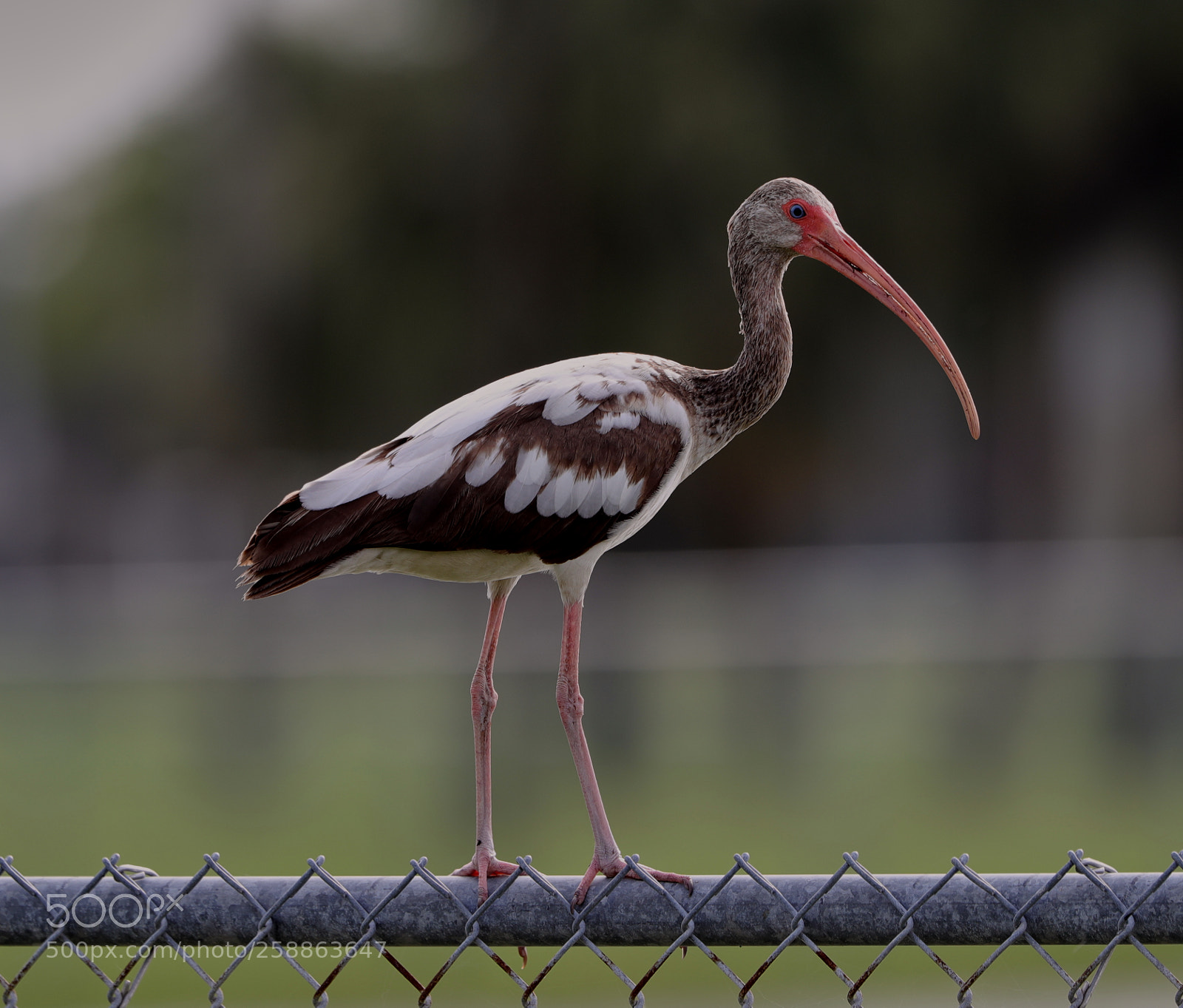 Canon EOS-1D X Mark II sample photo. 05-21-18-0018883.jpg photography
