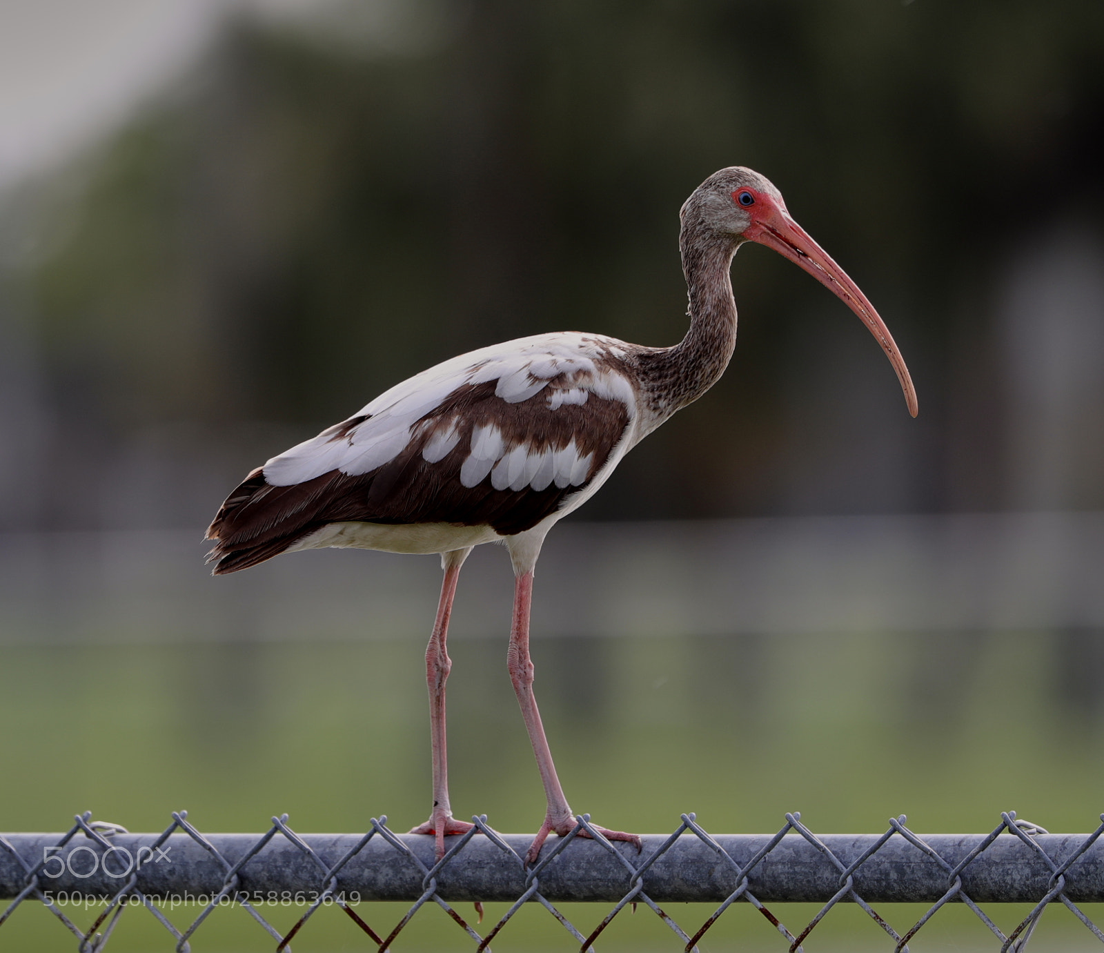 Canon EOS-1D X Mark II sample photo. 05-21-18-0018884.jpg photography