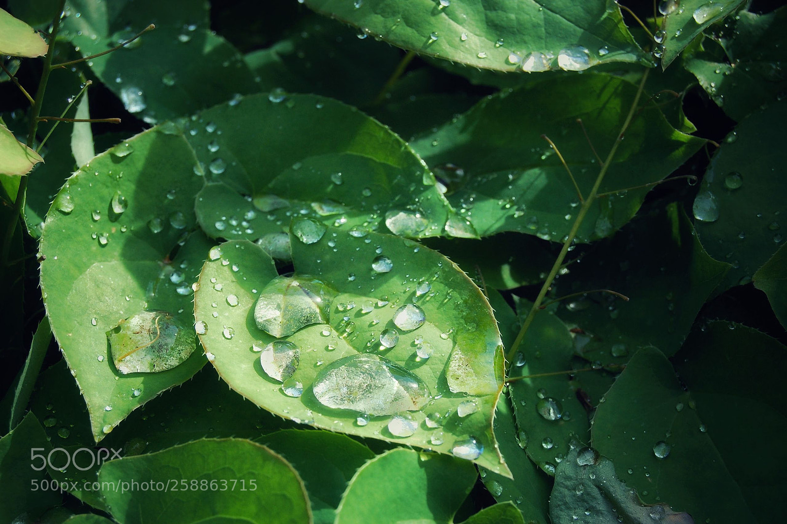 Nikon D40 sample photo. Untitled photography