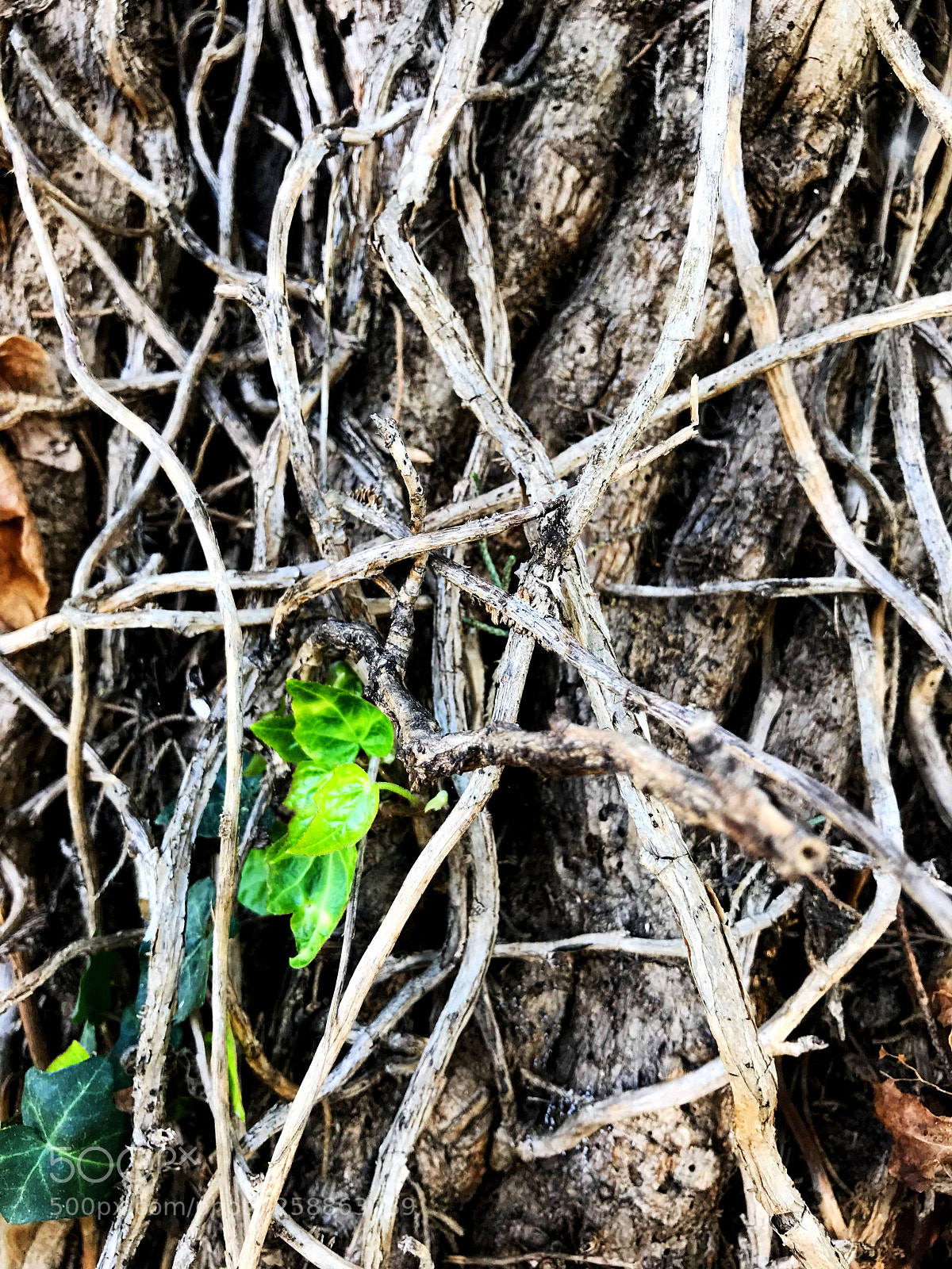 Apple iPhone 7 sample photo. Green  photography
