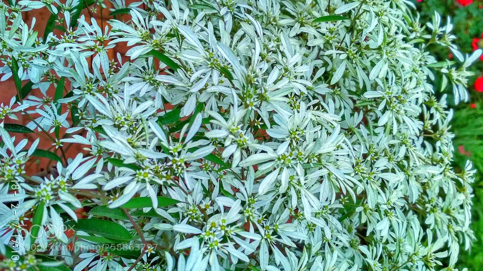 Xiaomi Redmi 4 Pro sample photo. Untitled photography