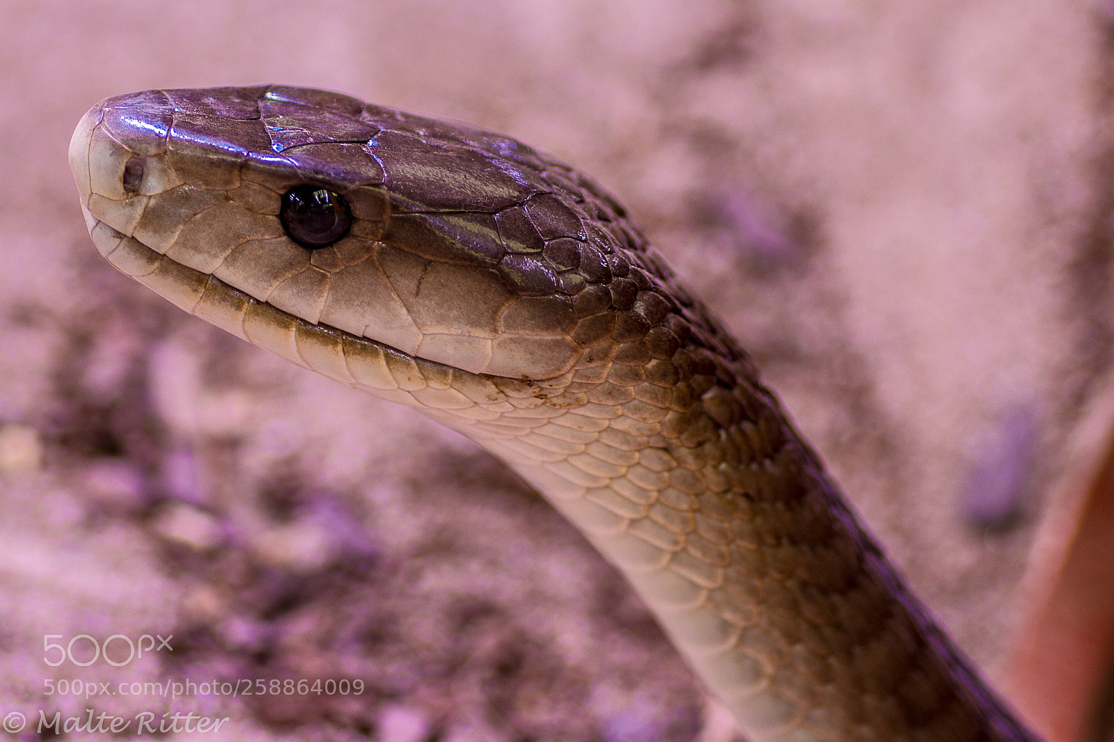 Canon EOS 70D sample photo. Taipan photography