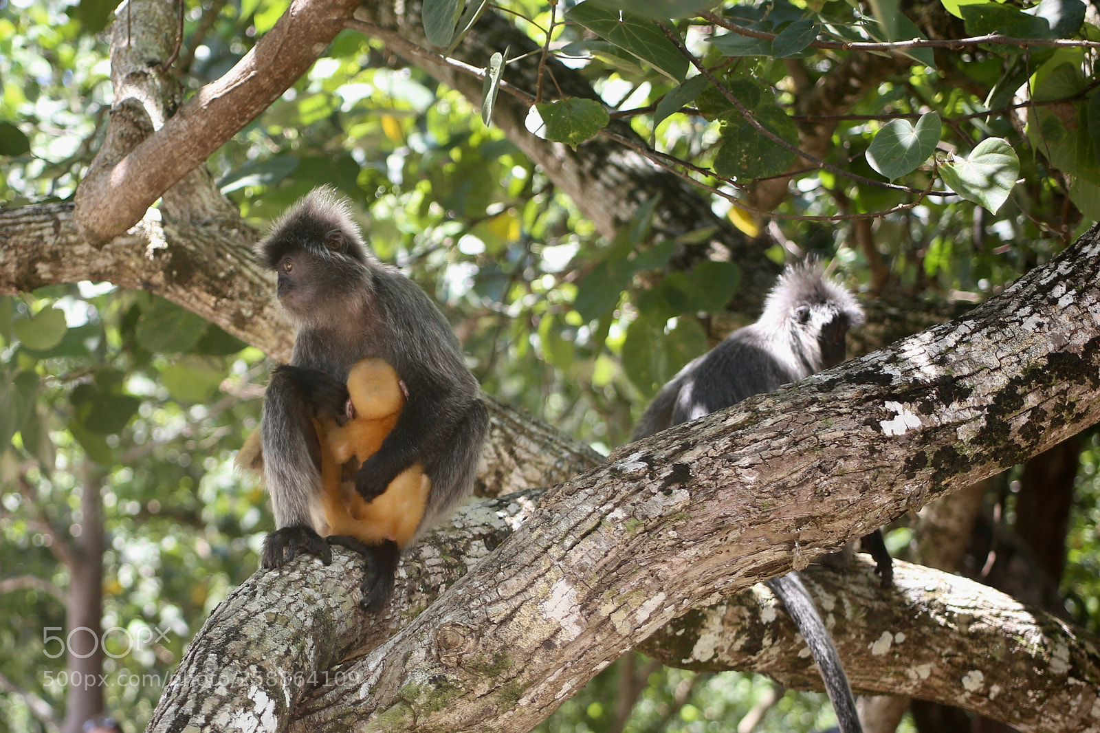 Canon EOS 6D sample photo. Silvered leaf monkey trachypithecus photography