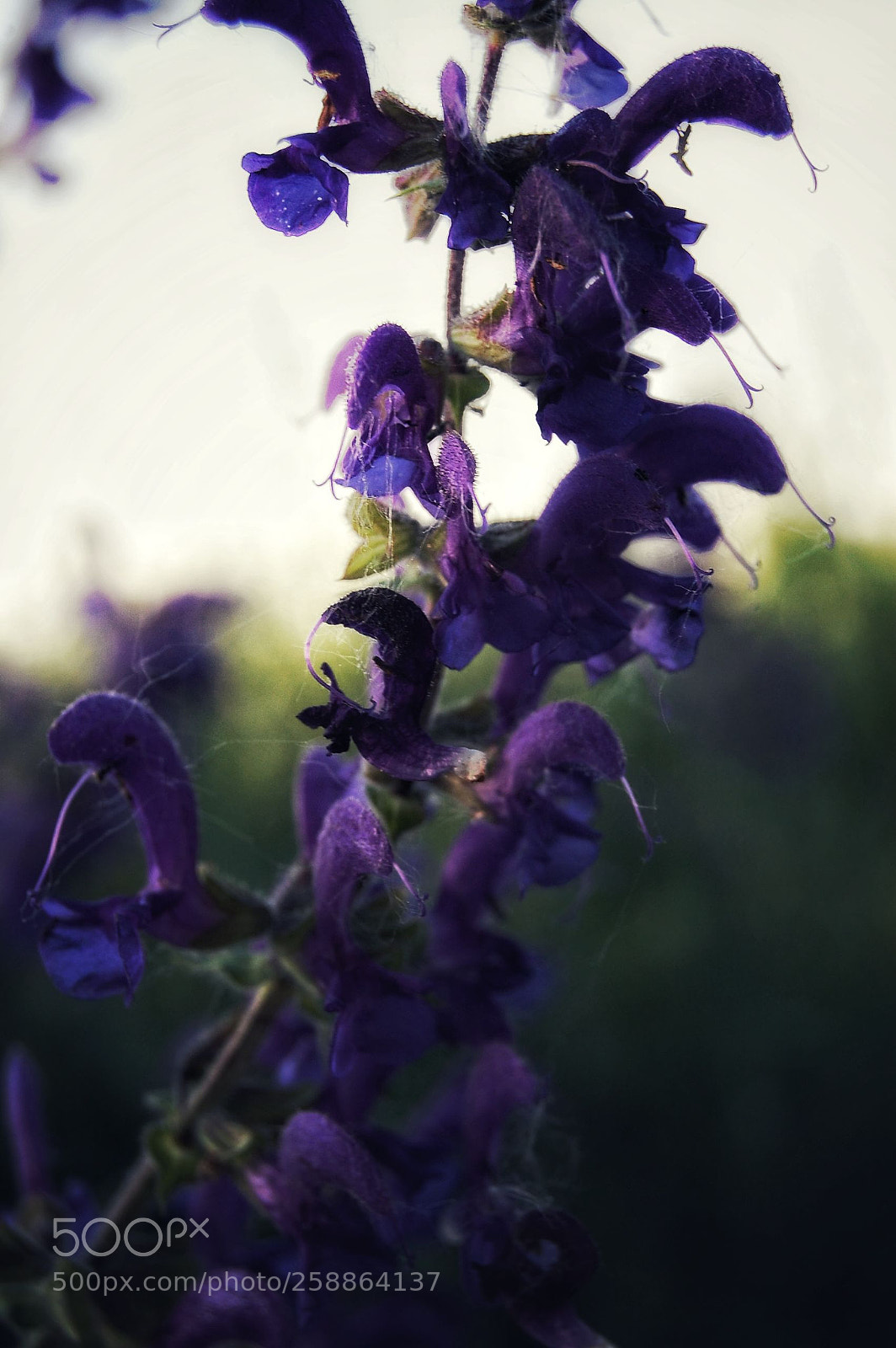 Nikon D40 sample photo. Untitled photography