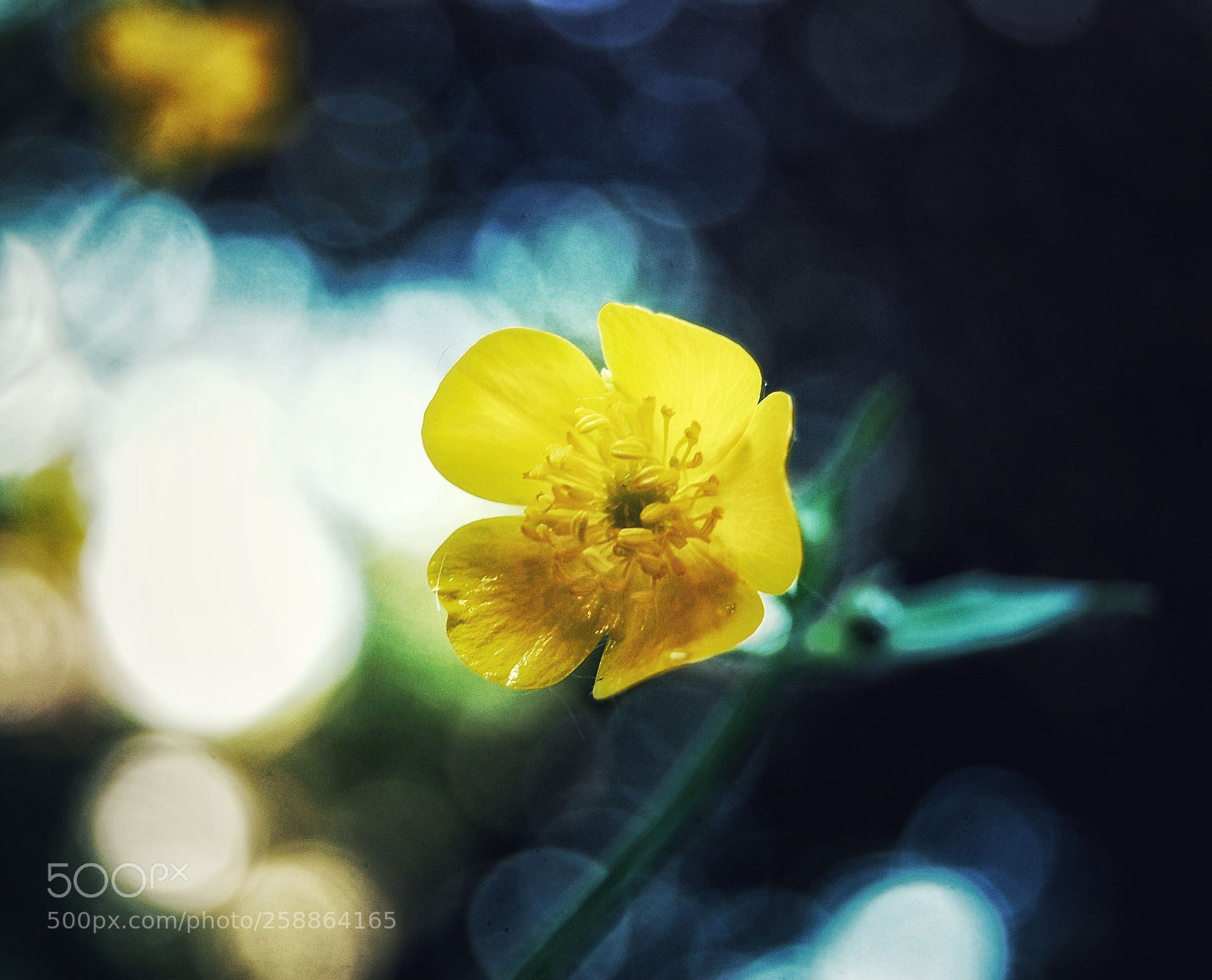 Nikon D40 sample photo. Untitled photography