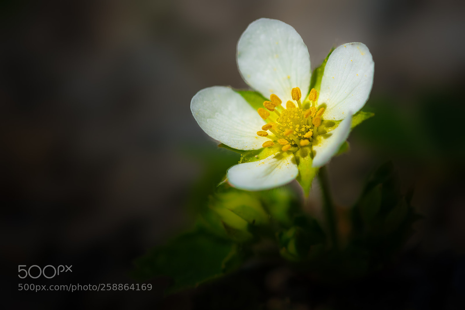 Nikon D7100 sample photo. Wood anenome photography