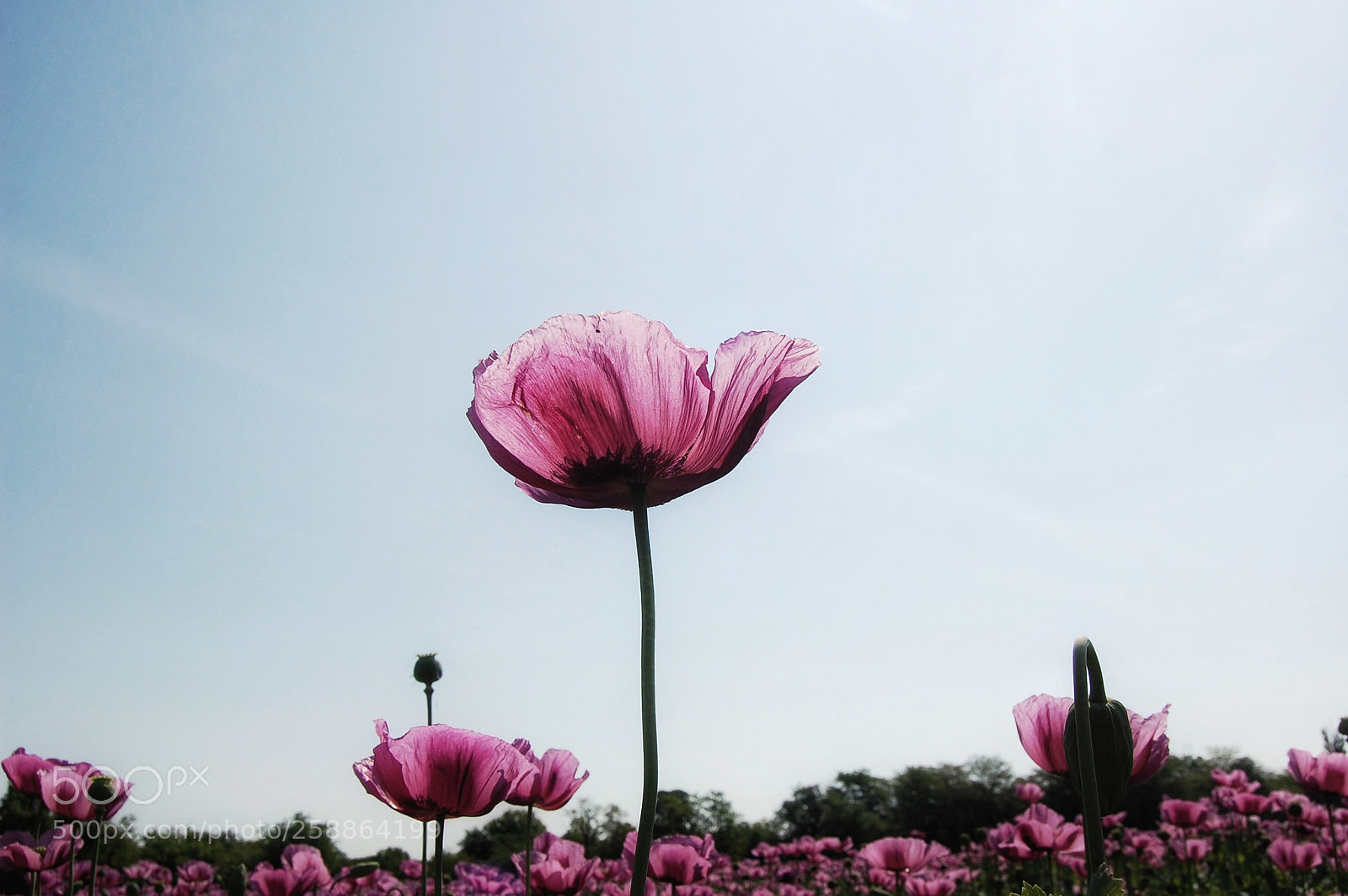 Nikon D40 sample photo. Untitled photography
