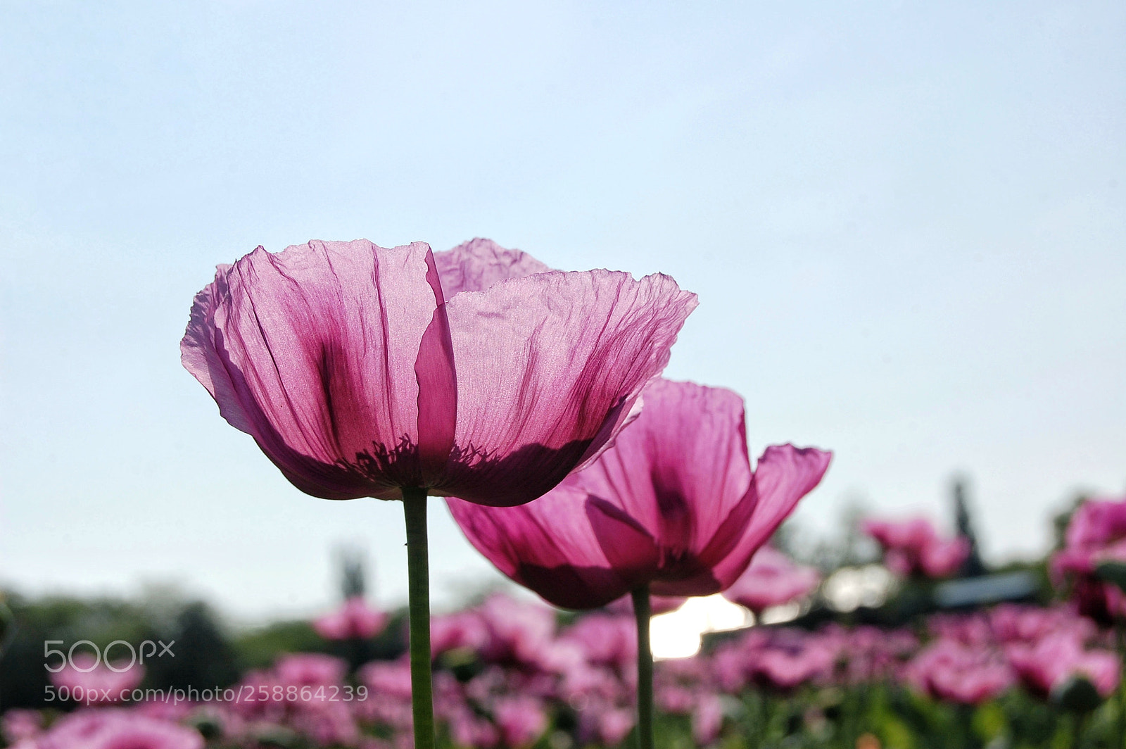 Nikon D40 sample photo. Untitled photography