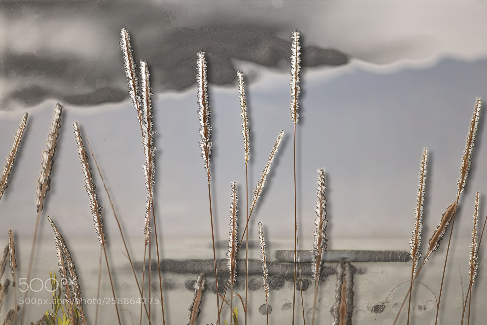 Nikon D600 sample photo. Bevelled grass 2 photography