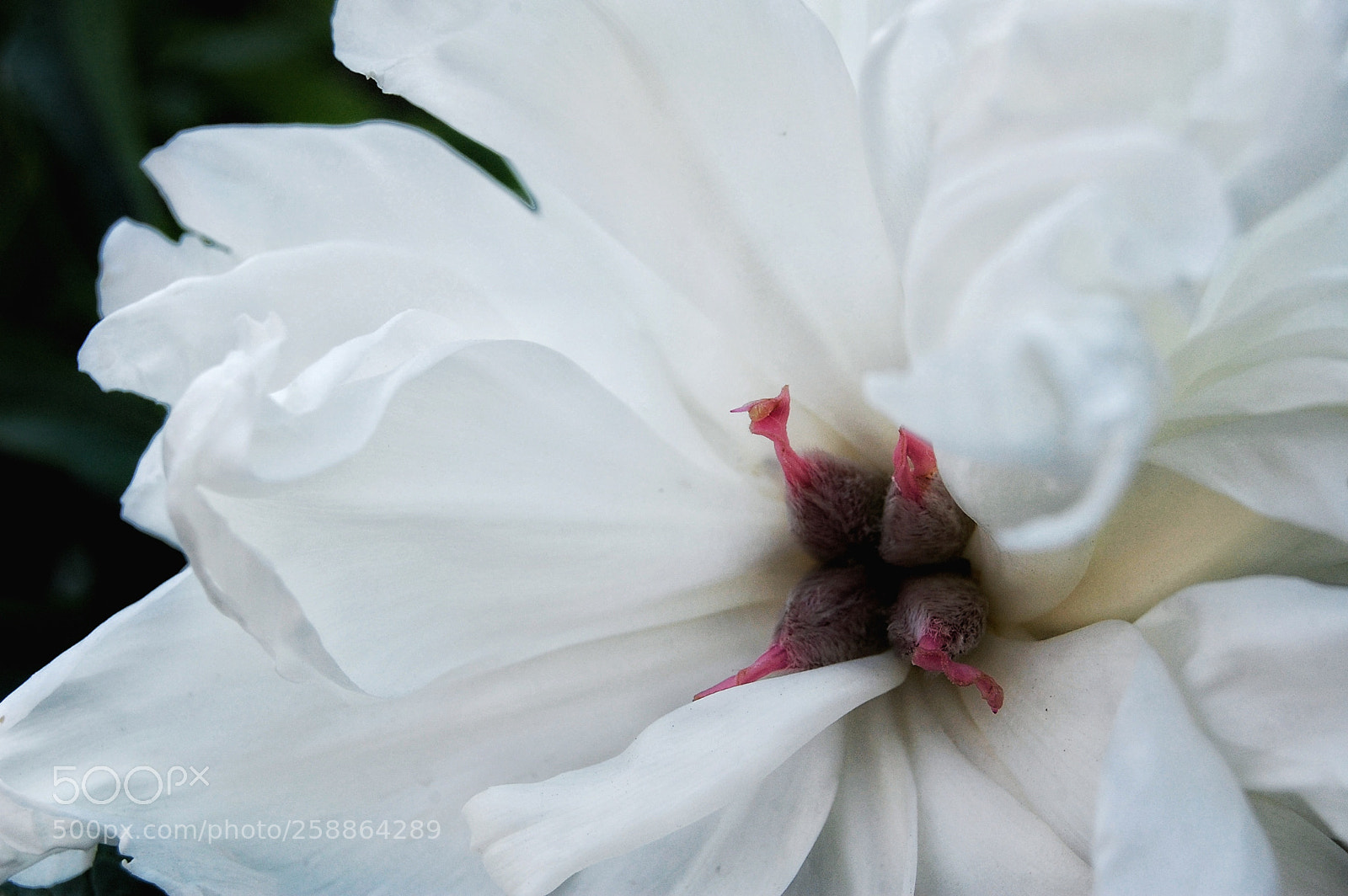 Nikon D40 sample photo. Untitled photography