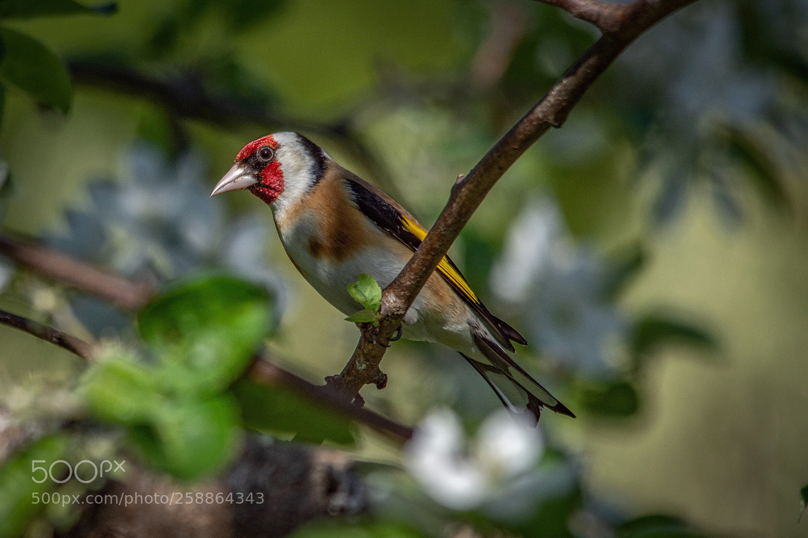 Nikon D7200 sample photo. European goldfinch photography