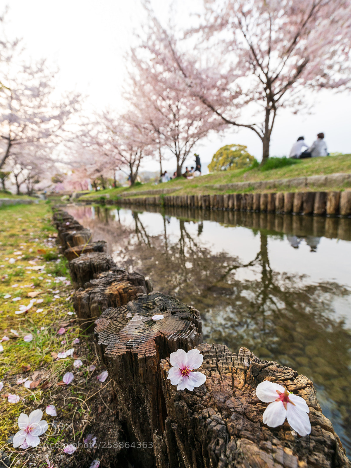 Sony a7R II sample photo. Hanami in japan during photography