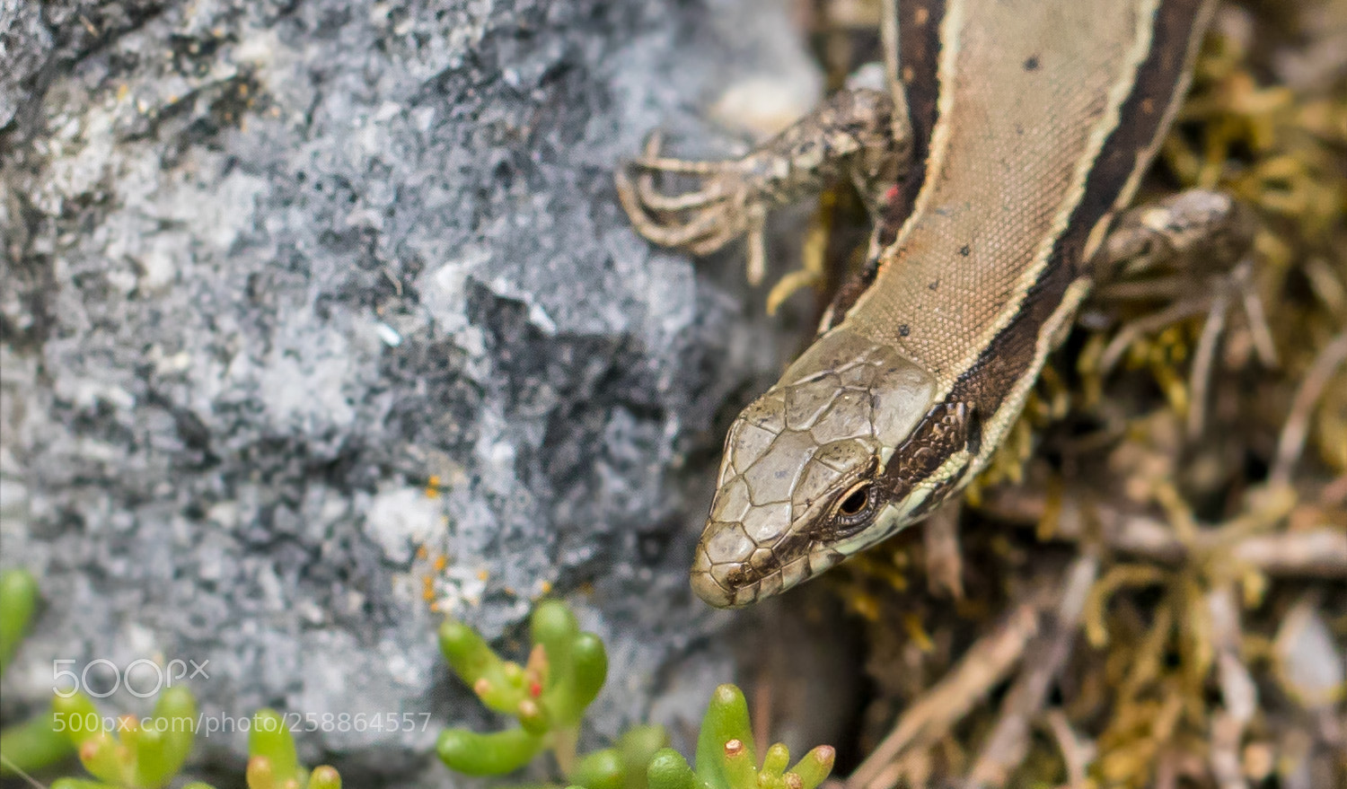 Canon EOS 6D Mark II sample photo. Lizard head photography