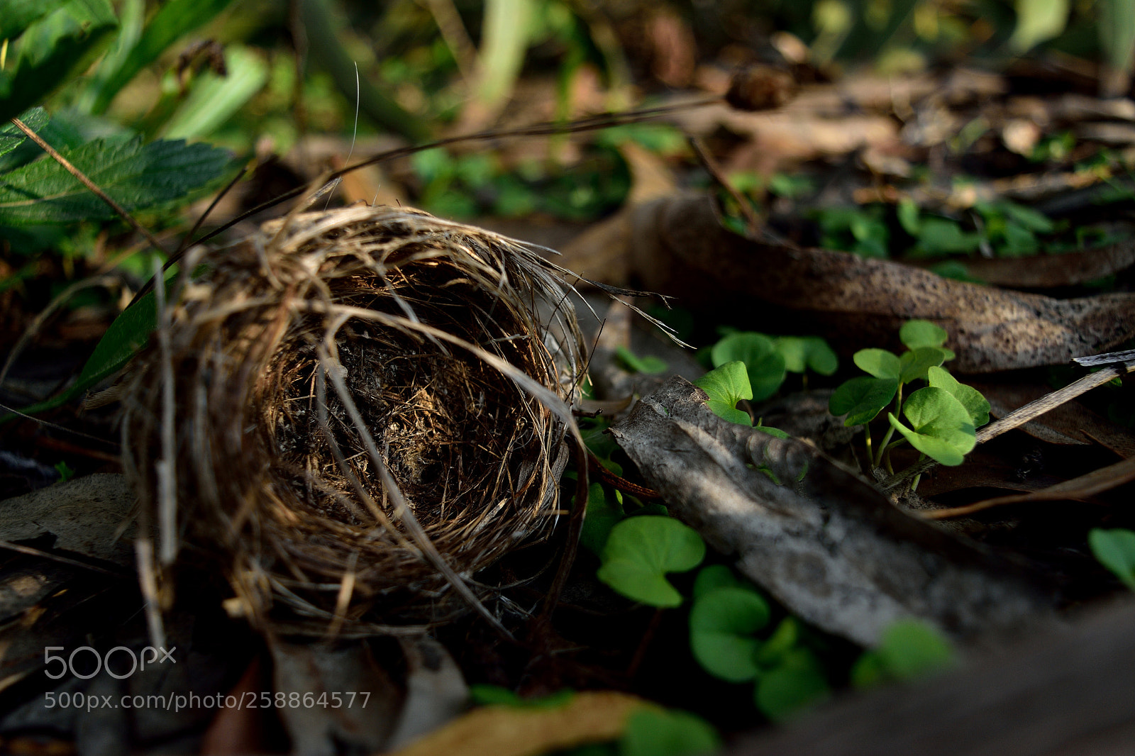 Nikon D5500 sample photo. Nido photography