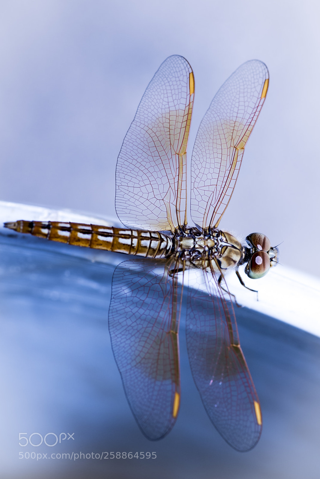 Nikon D750 sample photo. Dragonfly - side view photography