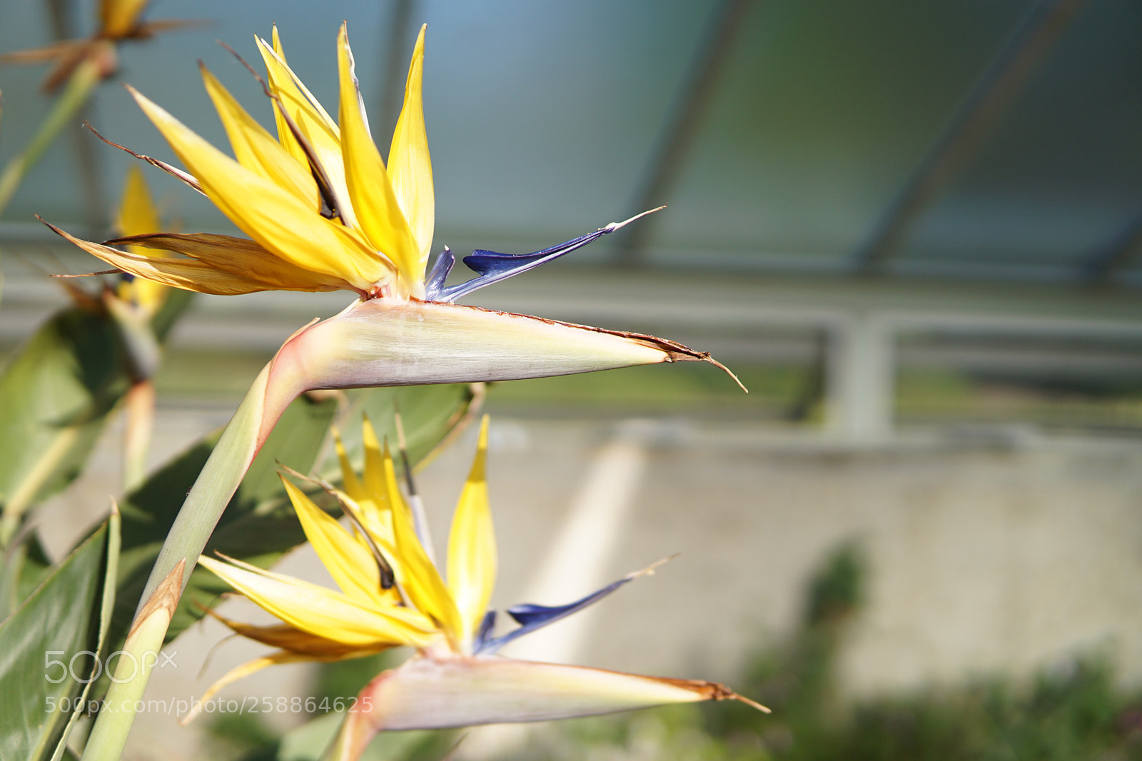 Sony a6000 sample photo. Fake it until you photography