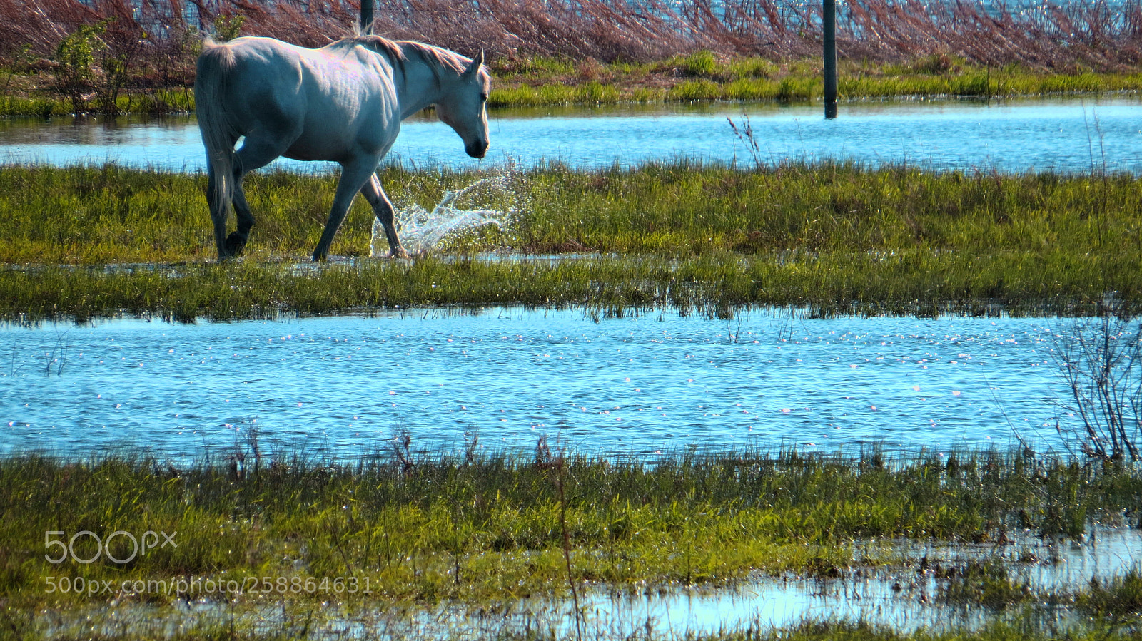 Canon PowerShot SX50 HS sample photo. Horse splash photography
