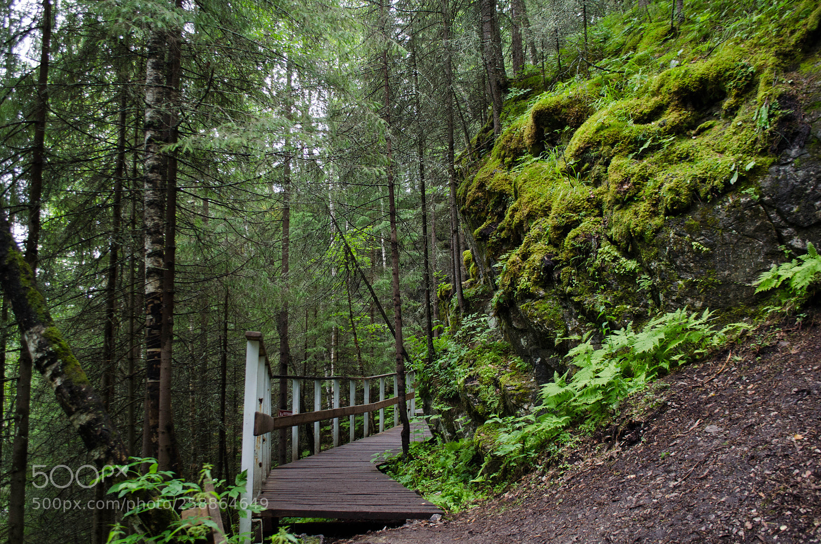 Nikon D5100 sample photo. Forest photography