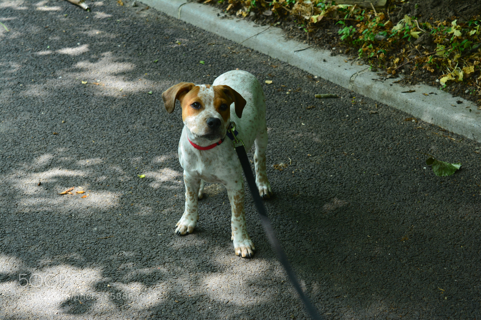 Nikon D5200 sample photo. My boy photography