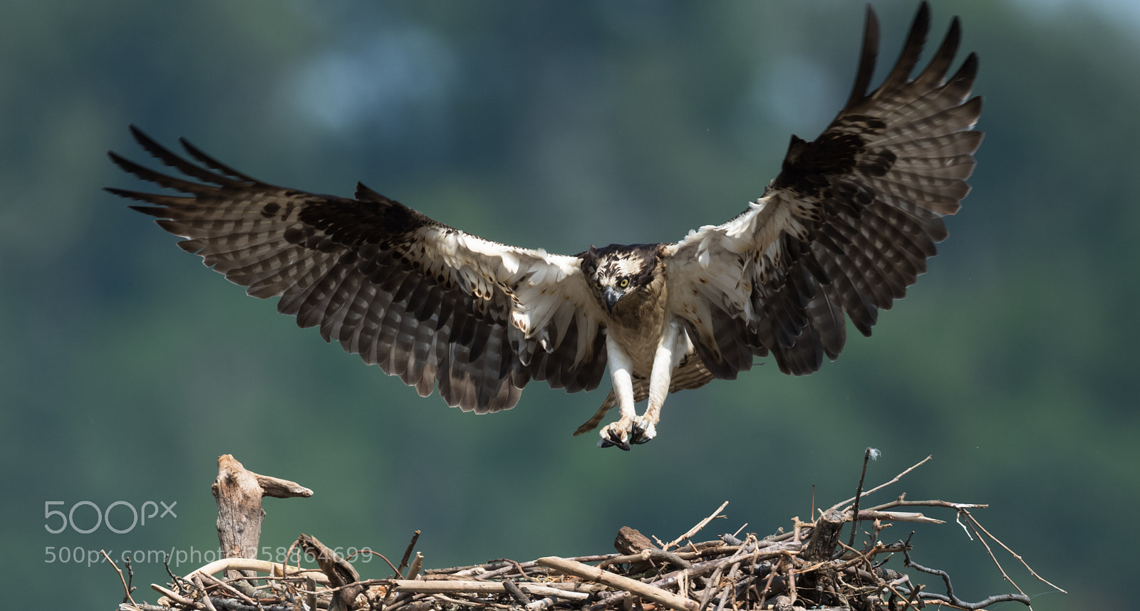 Nikon D5 sample photo. Osprey photography